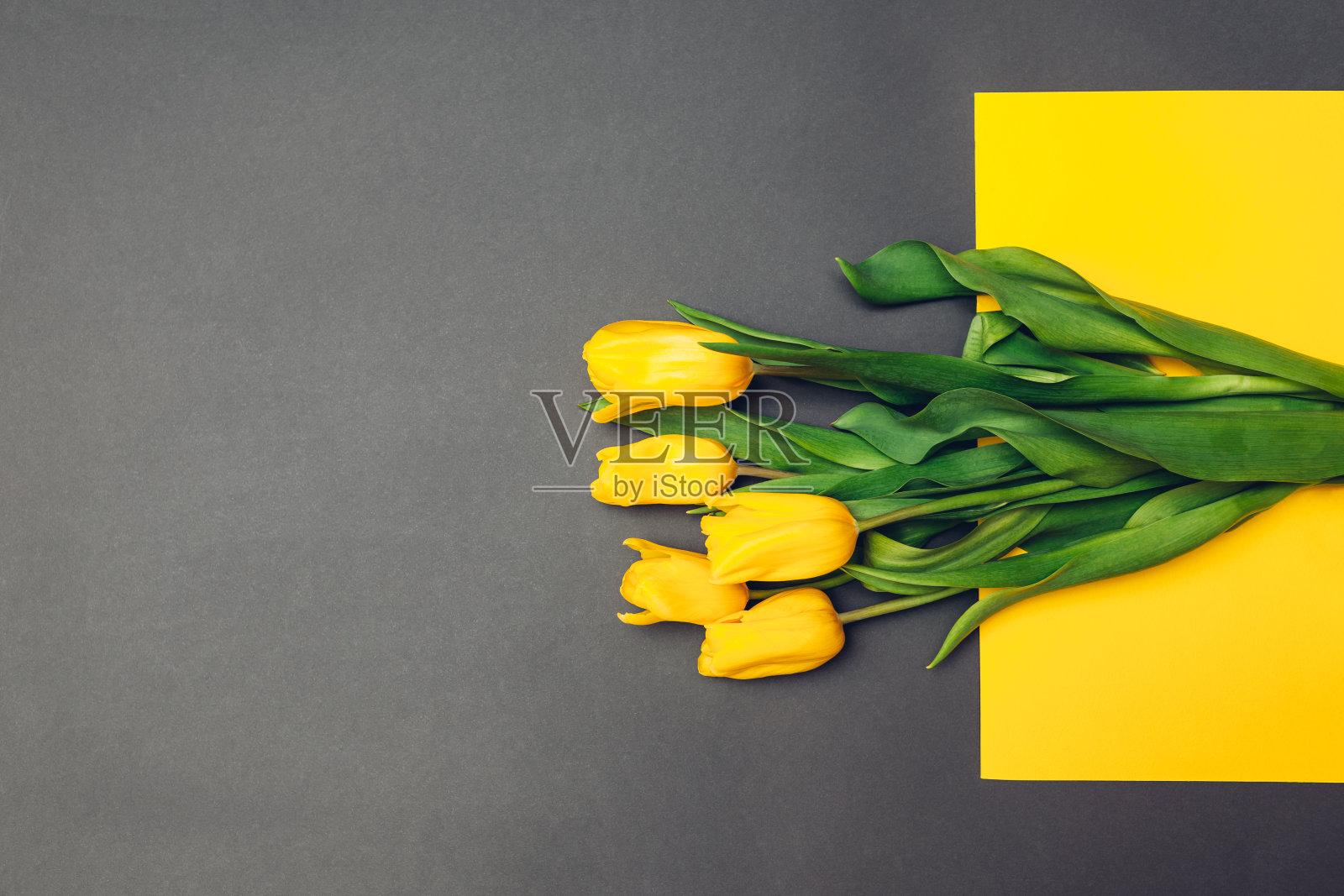 春天的黄色的花。灰色背景上的一束郁金香。礼物，母亲节的礼物。空间照片摄影图片