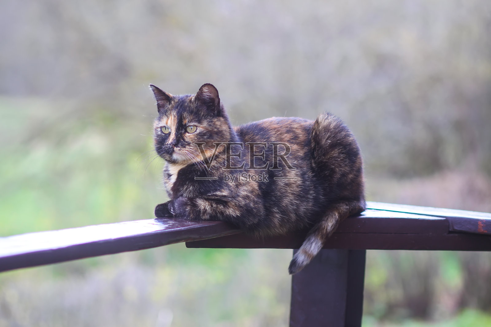 五颜六色的家猫在户外的木栏杆上放松照片摄影图片