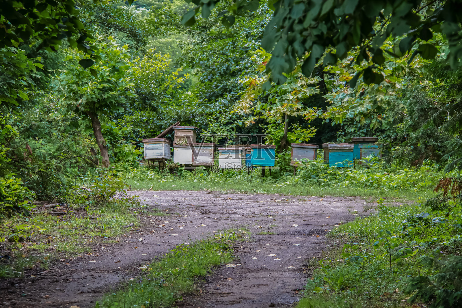 在森林里一条泥泞的小路旁，竖起了一些涂了漆的旧蜂箱照片摄影图片