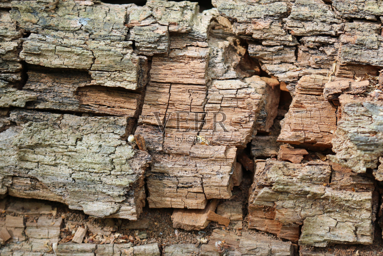 腐烂的树干为野生动物照片摄影图片