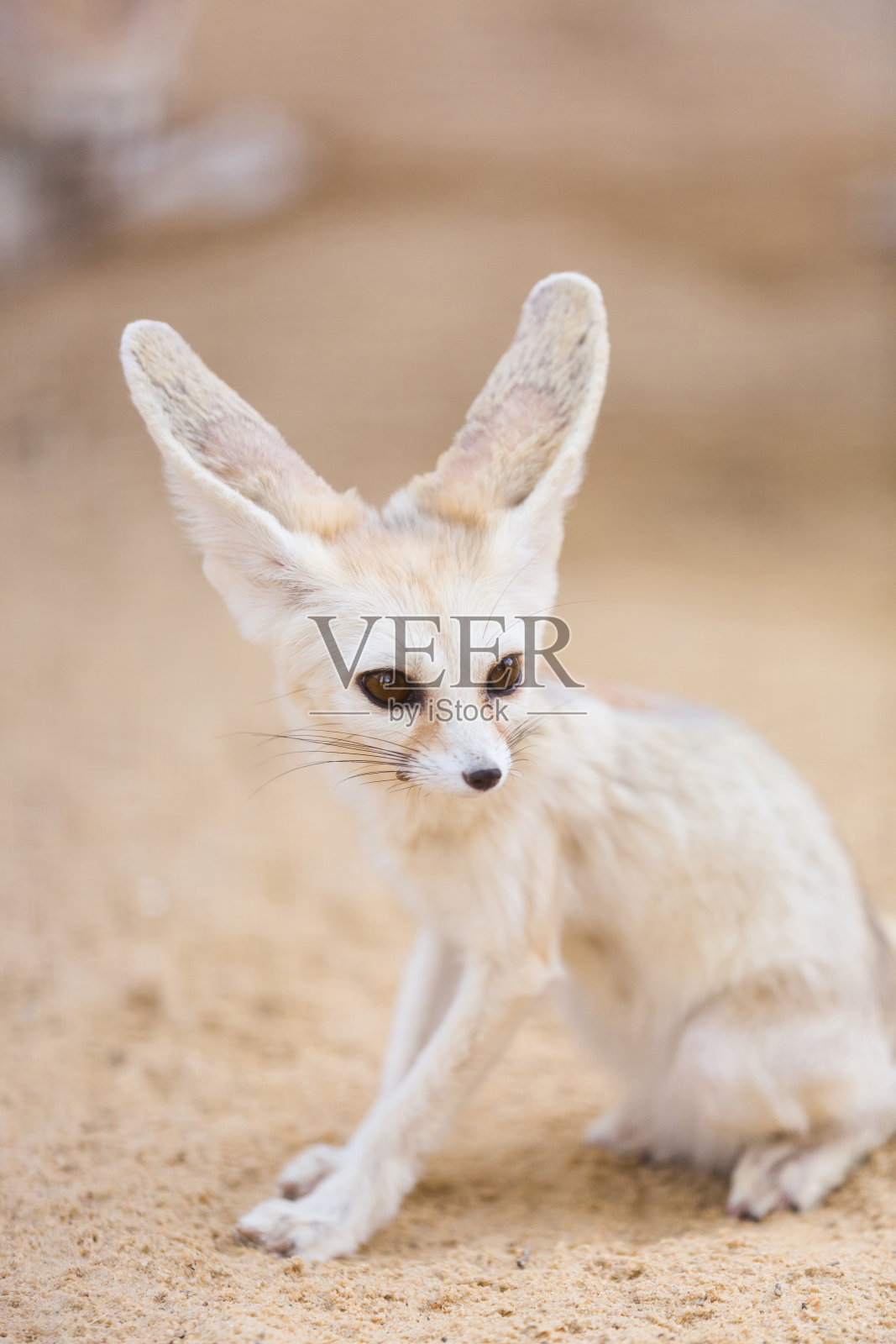 耳廓狐坐在沙漠的沙滩上照片摄影图片