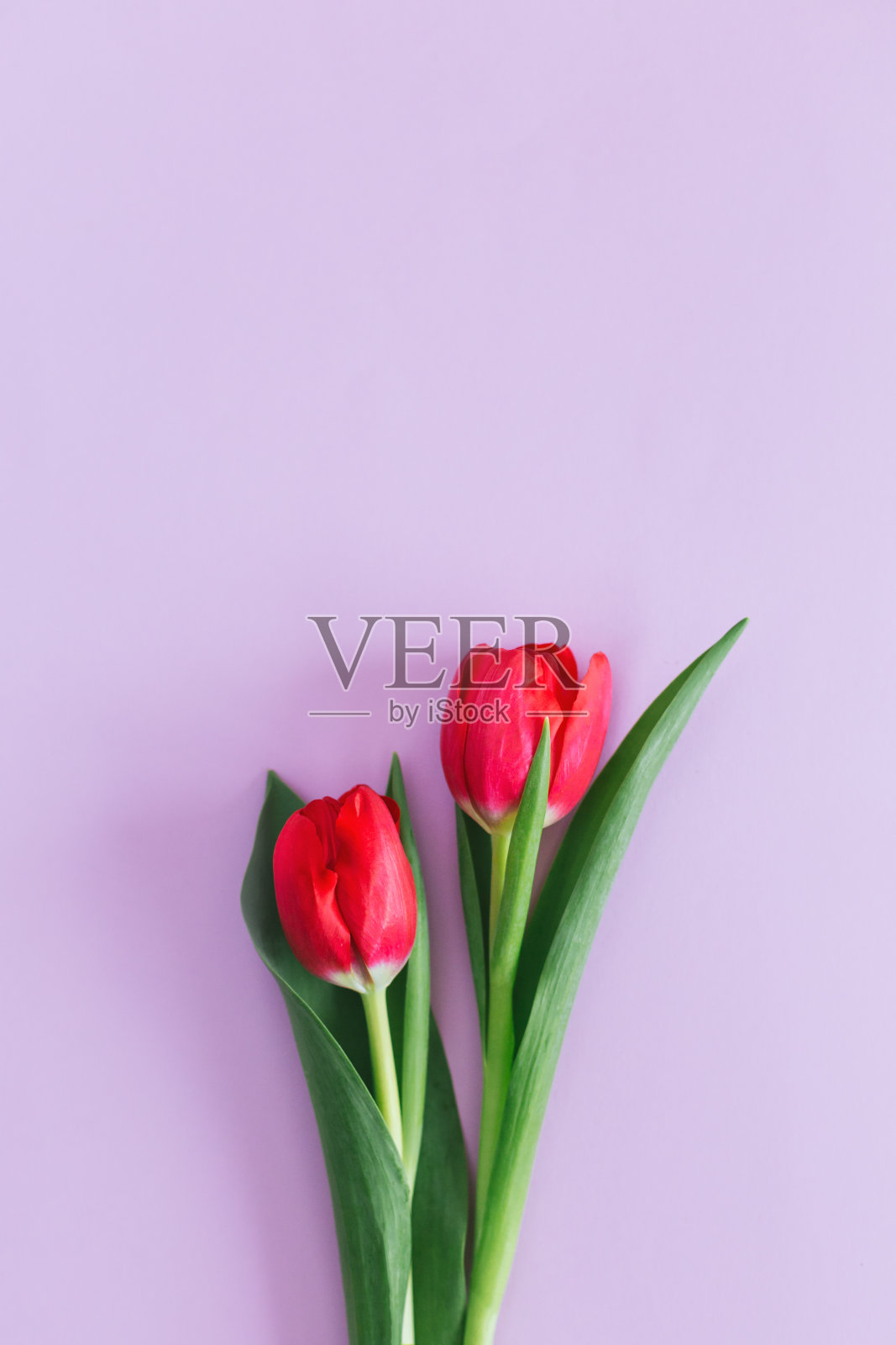 淡粉色的郁金香在柔和的紫罗兰色背景上。妇女节贺卡。照片摄影图片