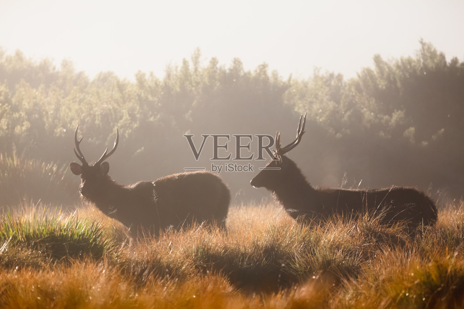 桑巴鹿，斯里兰卡照片摄影图片