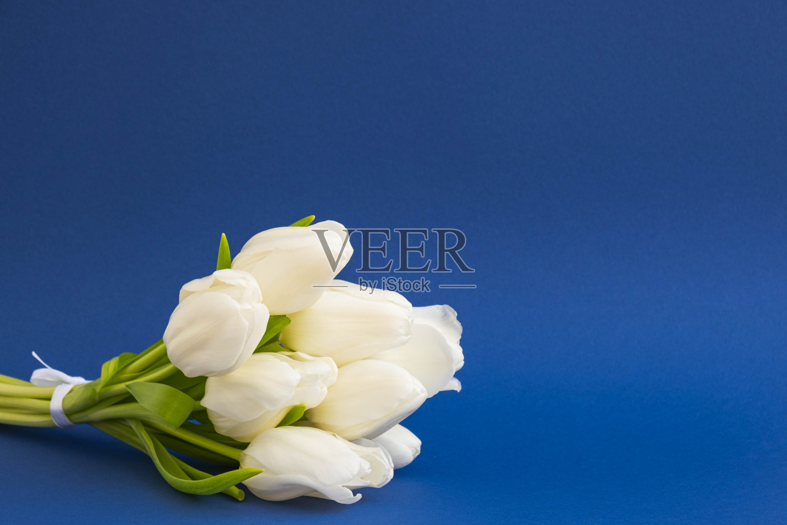 一束白色美丽的郁金香躺在蓝色的背景左边，特写照片摄影图片