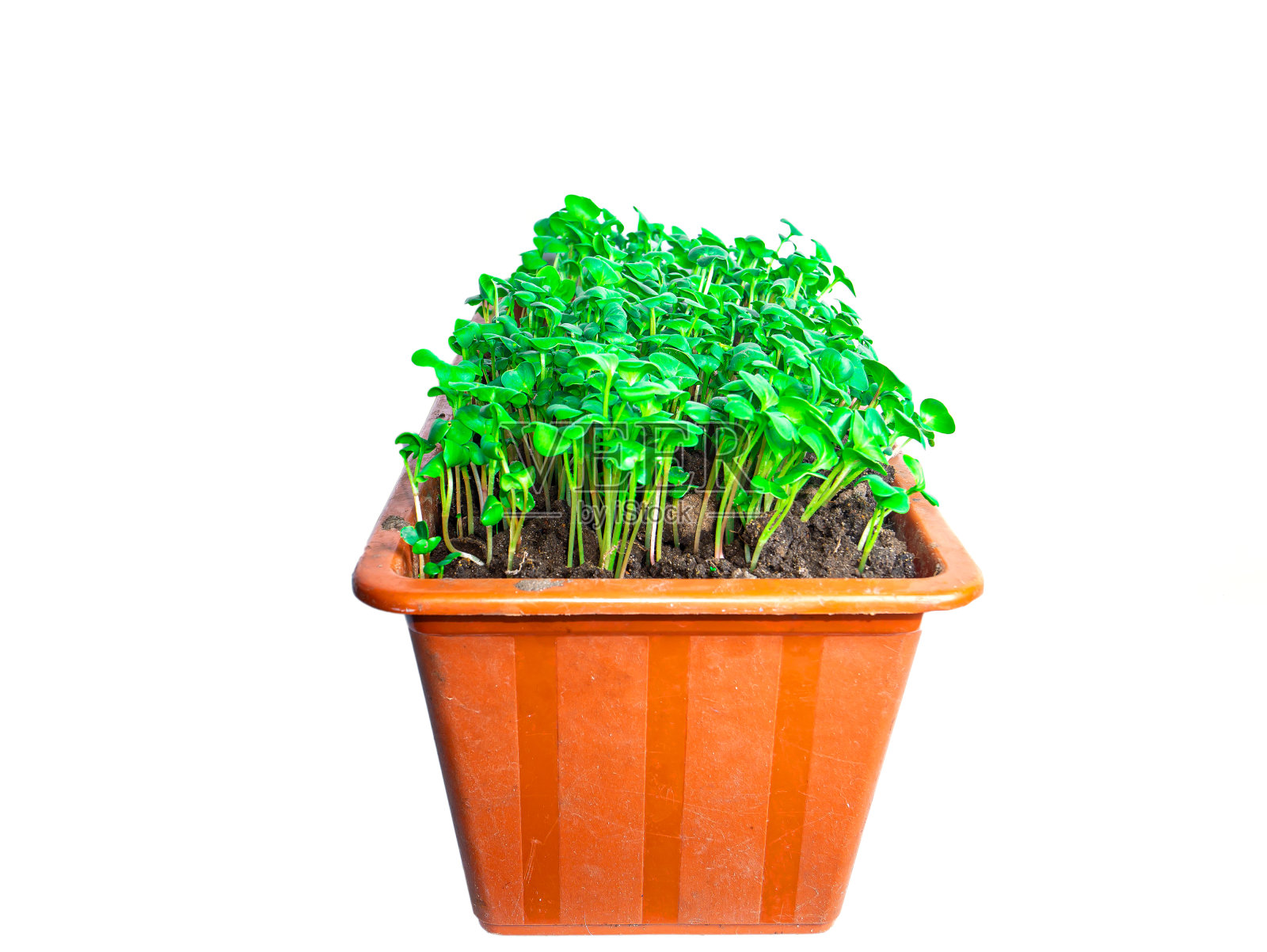 绿色的萝卜蔬菜在一个塑料盒子里。照片摄影图片