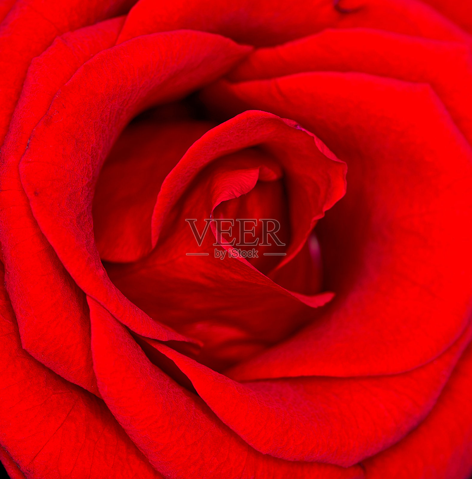 玫瑰花躺在美丽的背景上照片摄影图片