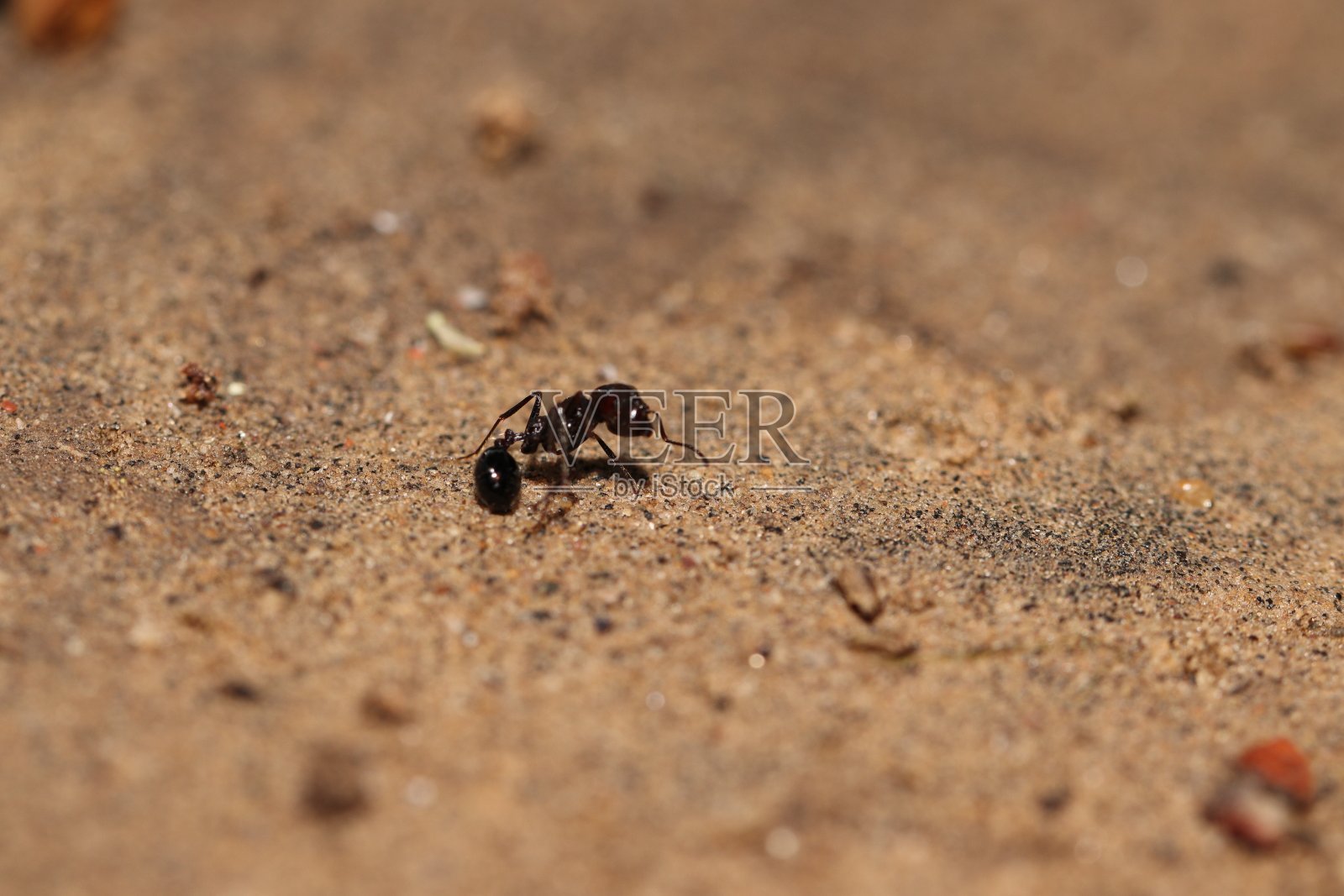 一只受伤的蚂蚁躺在地上照片摄影图片
