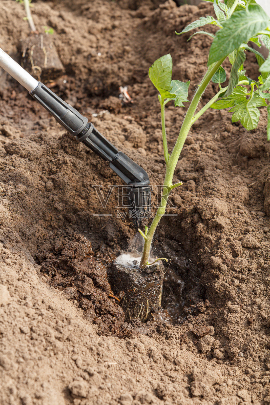 园丁在温室中处理和种植番茄幼苗。照片摄影图片