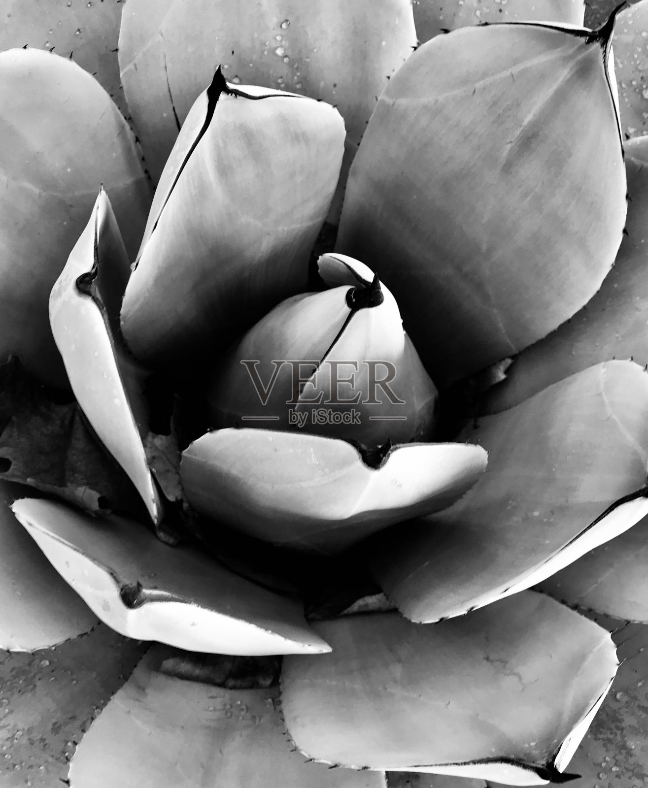 肉质植物照片摄影图片