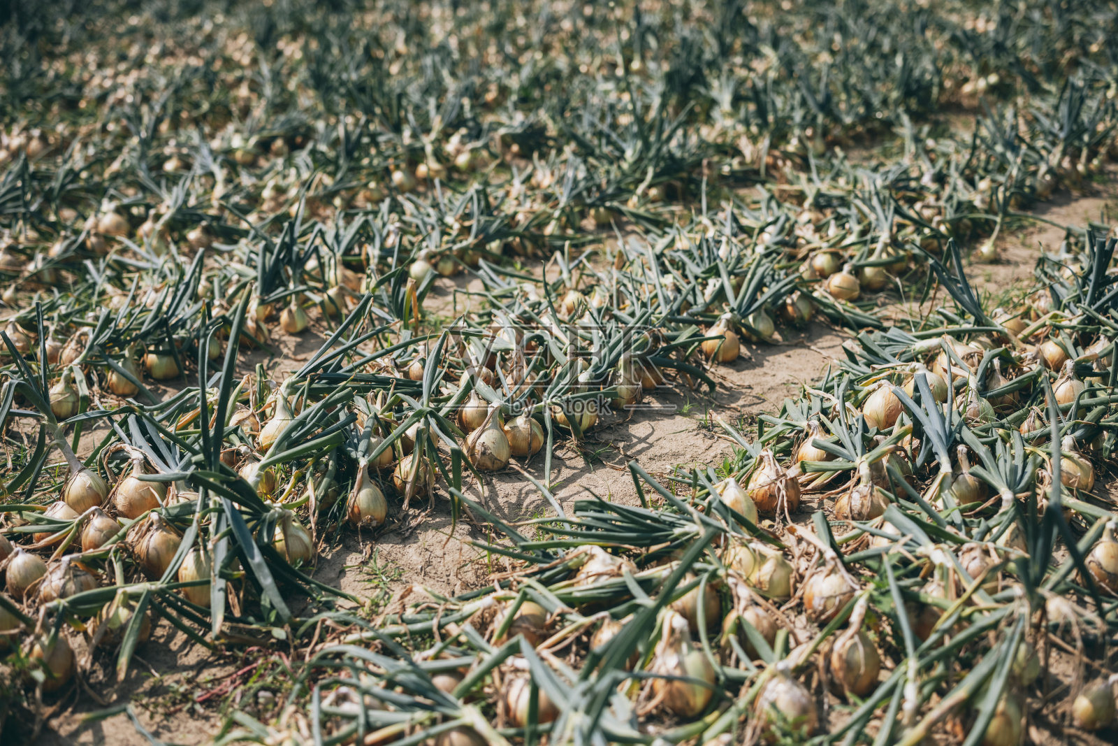 台湾屏东的洋葱田照片摄影图片