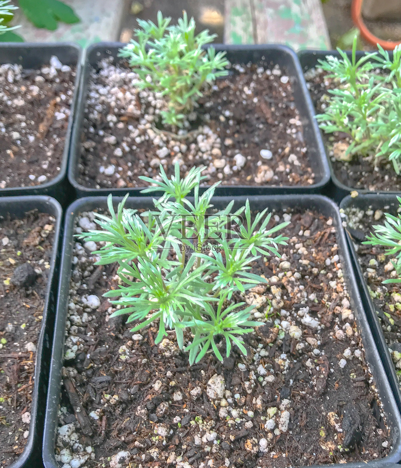 准备春天照片摄影图片