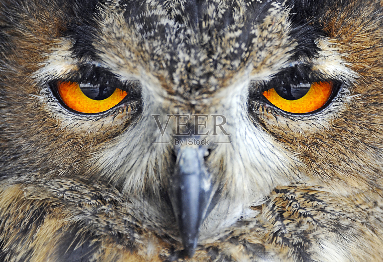 猫头鹰看着你照片摄影图片