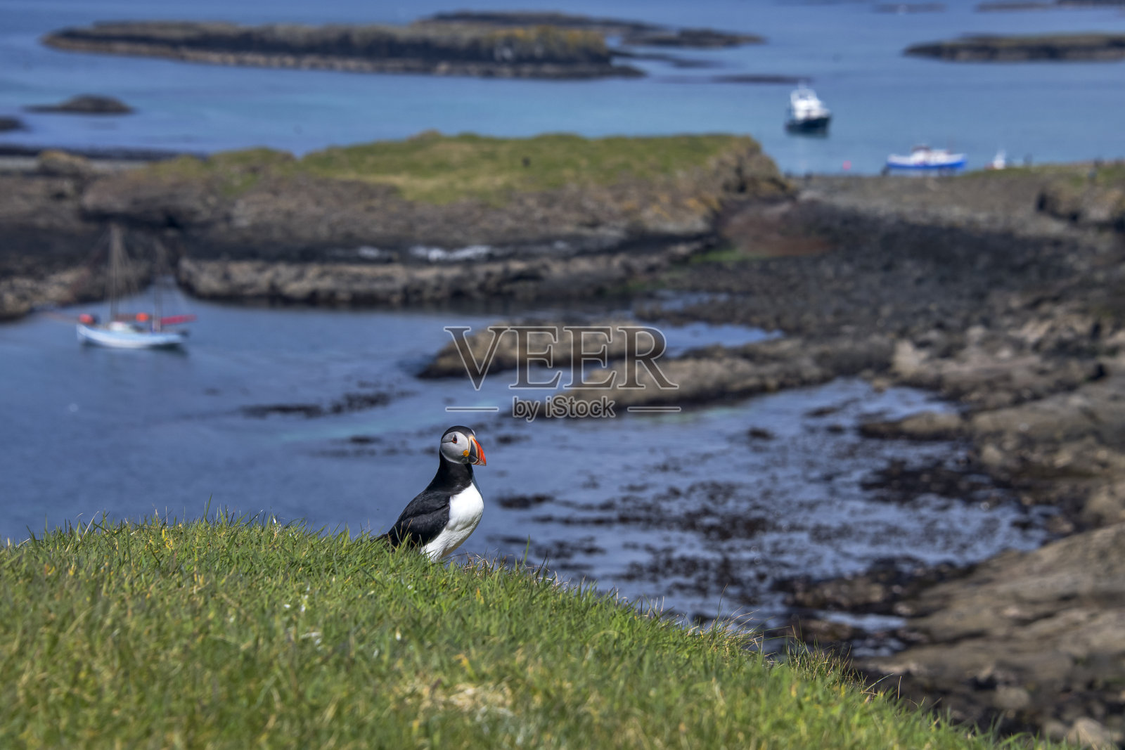 在欧洲苏格兰拍摄的大西洋海雀。照片摄影图片