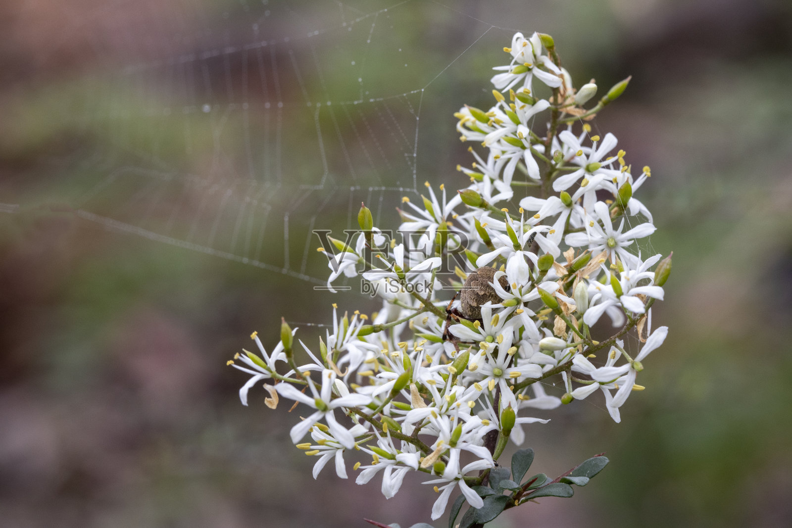 澳大利亚本土黑刺李照片摄影图片