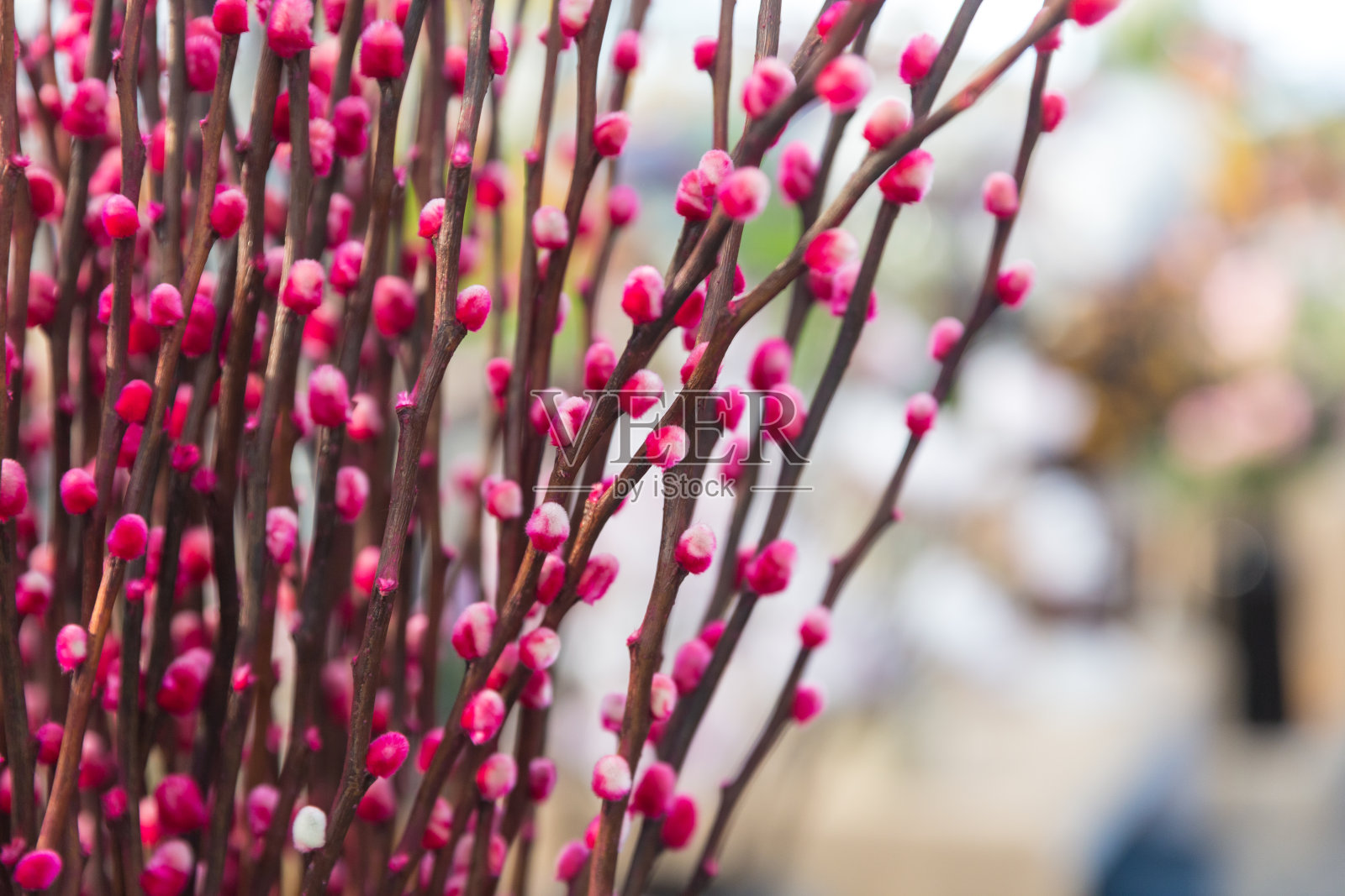 柳叶和柳枝五彩缤纷，银柳照片摄影图片