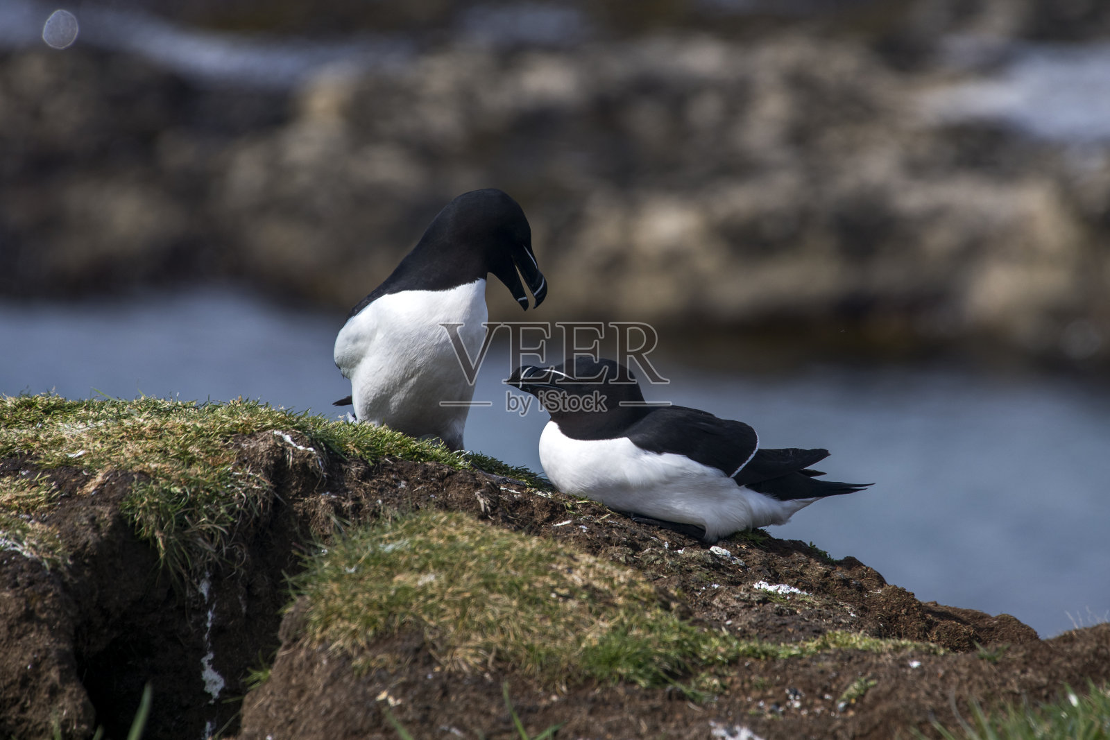 这张照片摄于欧洲的苏格兰。照片摄影图片