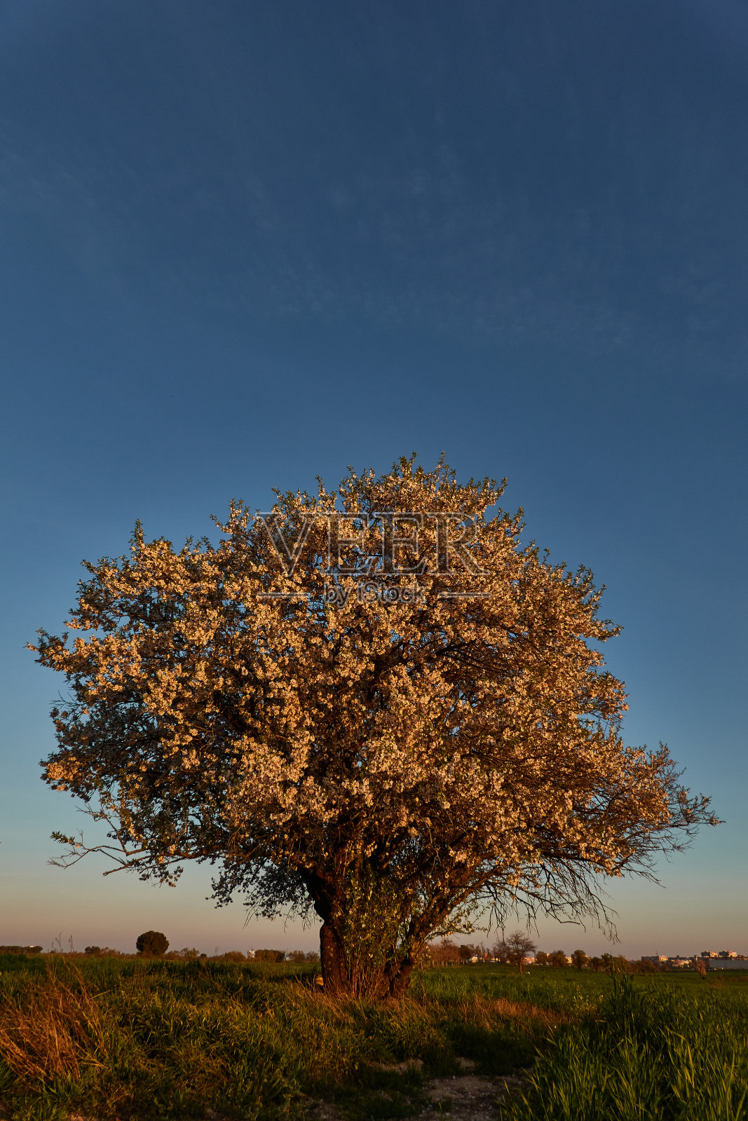 随着春天的临近，马德里的杏树和樱桃树开始开花照片摄影图片