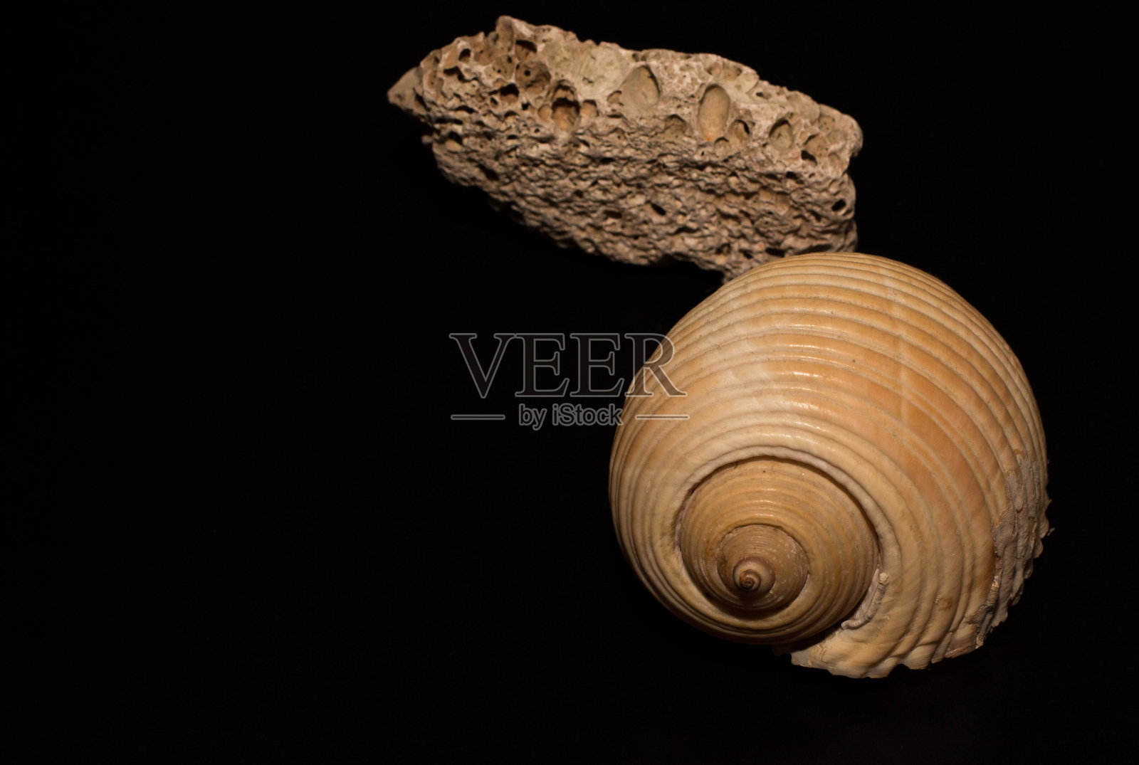 在黑色背景上有洞的贝壳和石头照片摄影图片