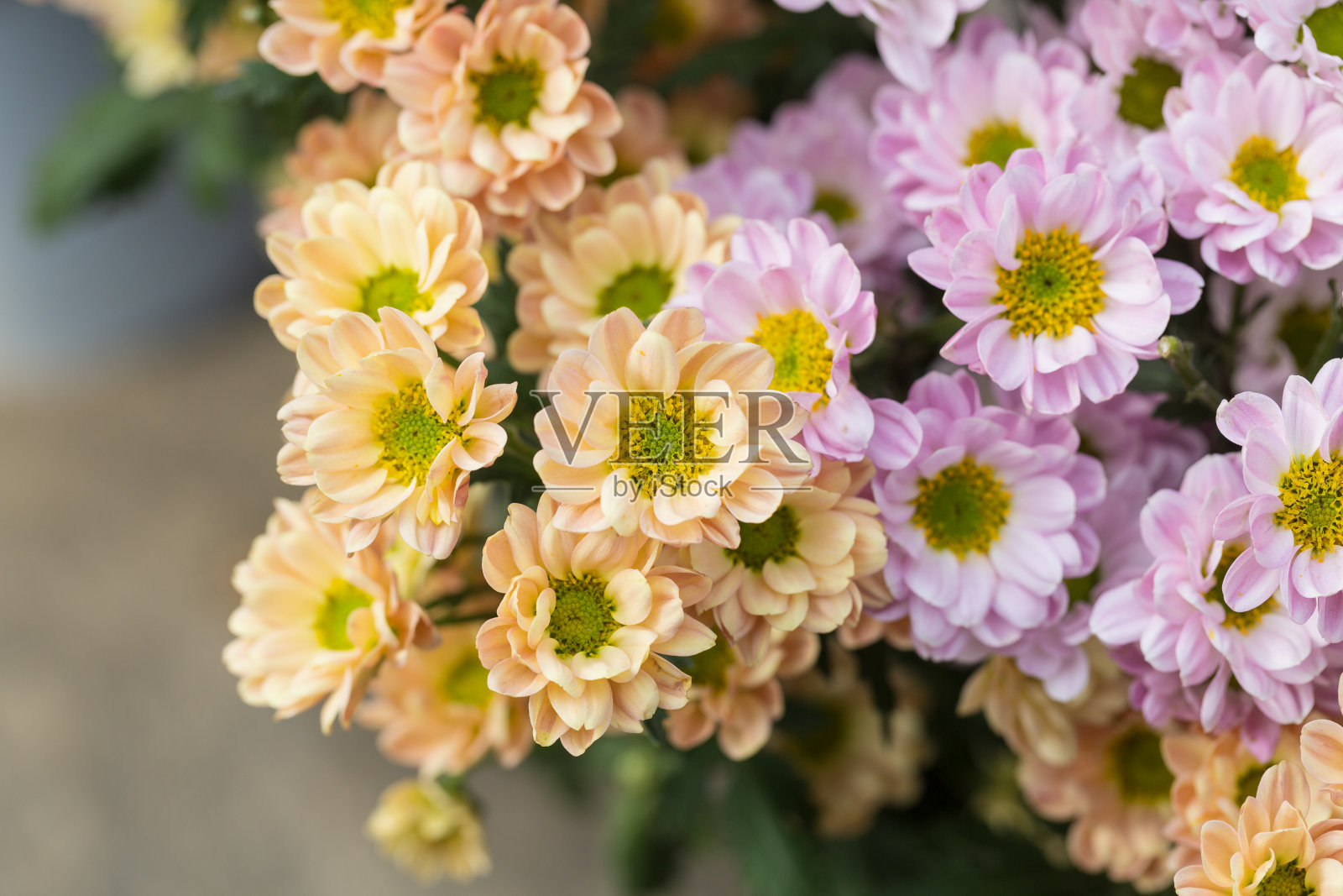 春季户外盛开的五彩缤纷的银杏花、杂交花照片摄影图片