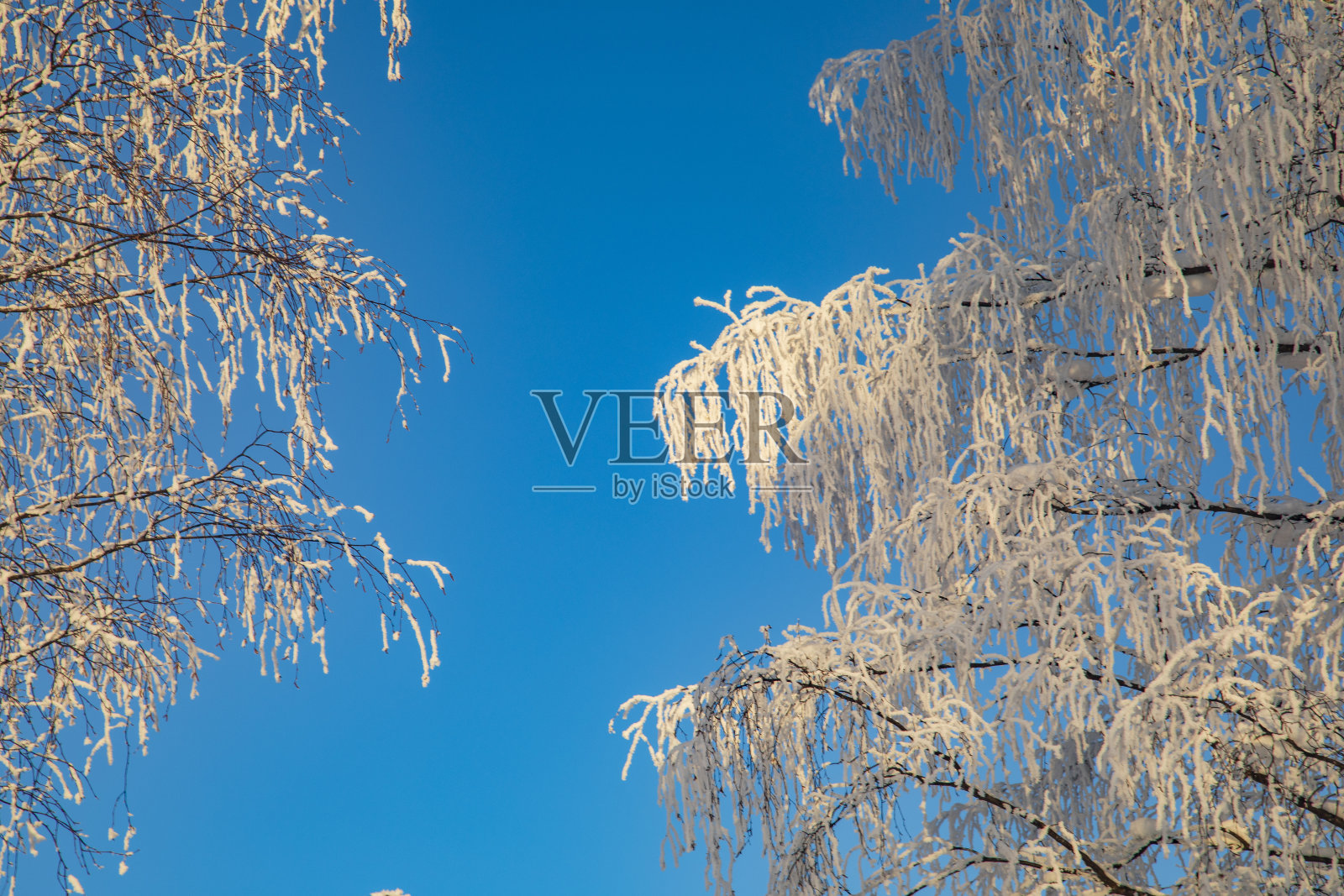 冬天的景色，树木被白雪覆盖。冬季森林。照片摄影图片