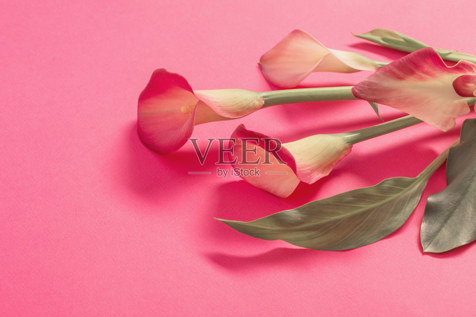 美丽的马蹄莲花在纸的背景照片摄影图片