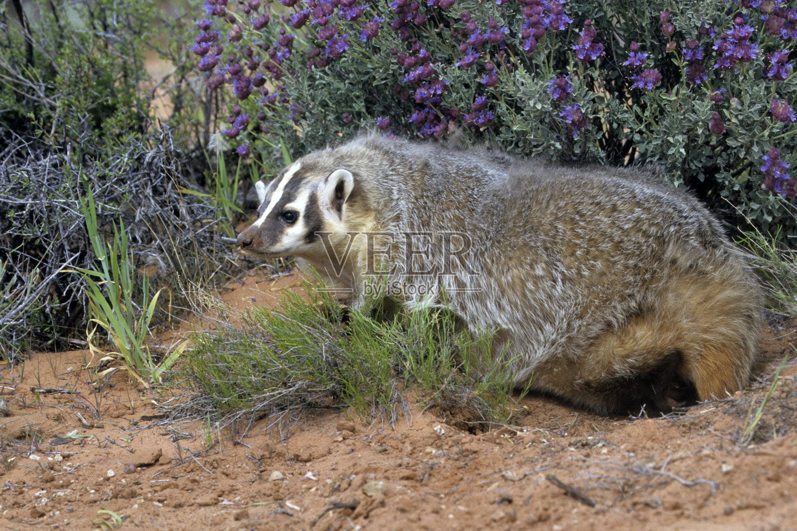 美国獾照片摄影图片