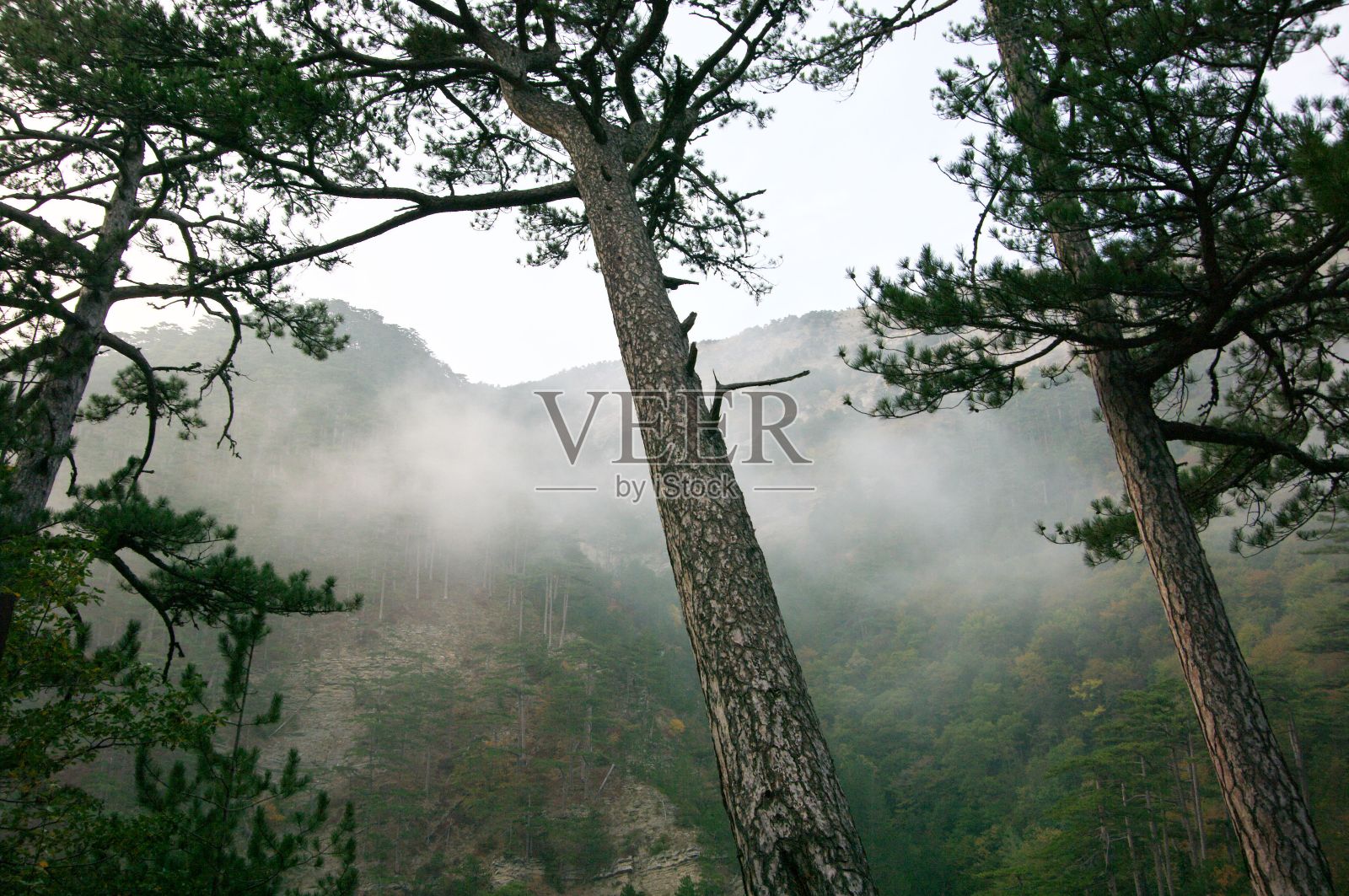 高耸的松树映衬着云雾缭绕的高山照片摄影图片