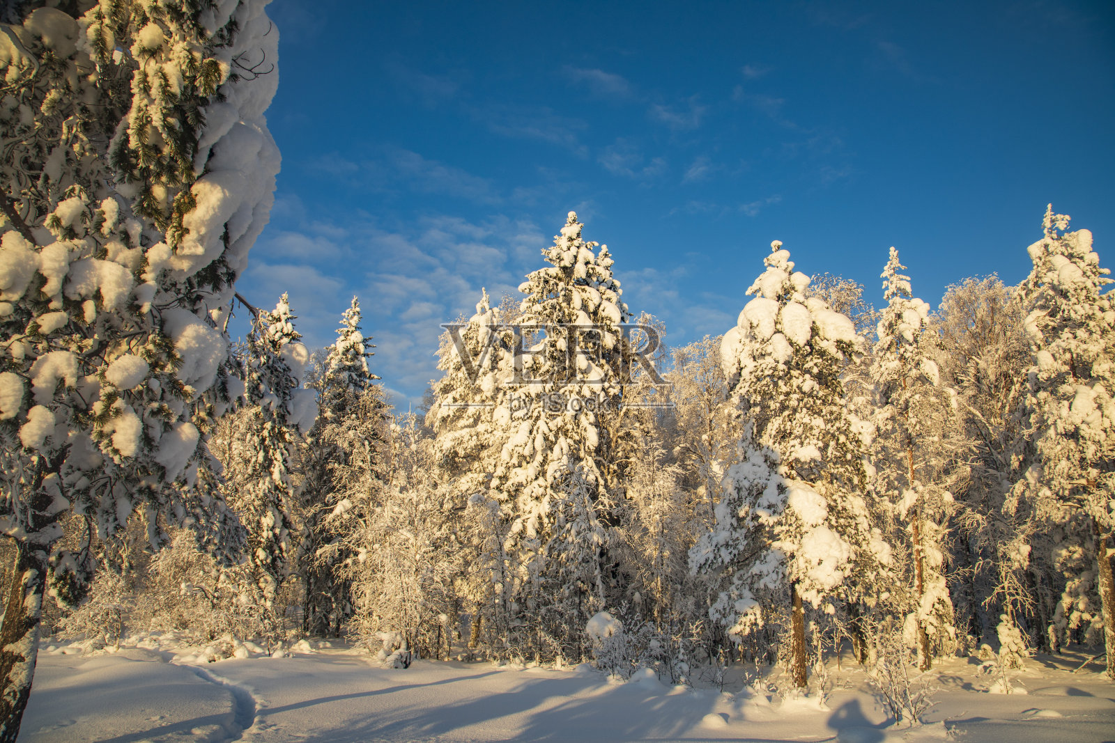 冬天的景色，树木被白雪覆盖。冬季森林。照片摄影图片