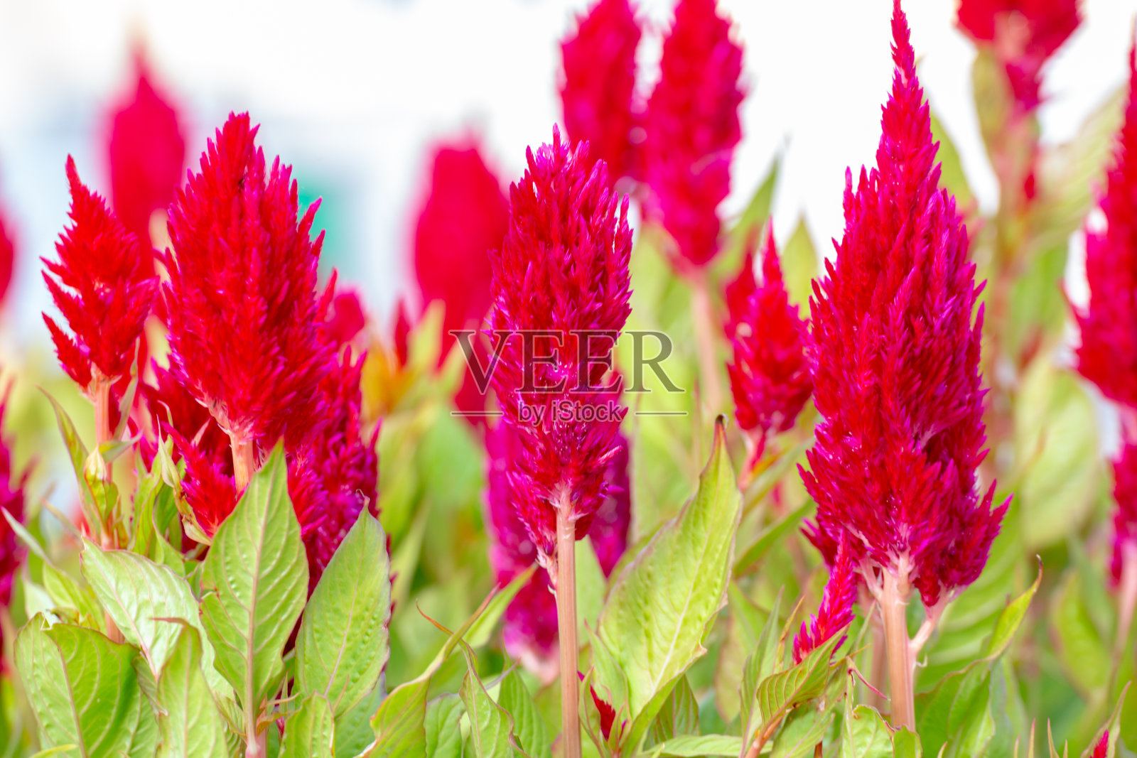 苋属植物照片摄影图片