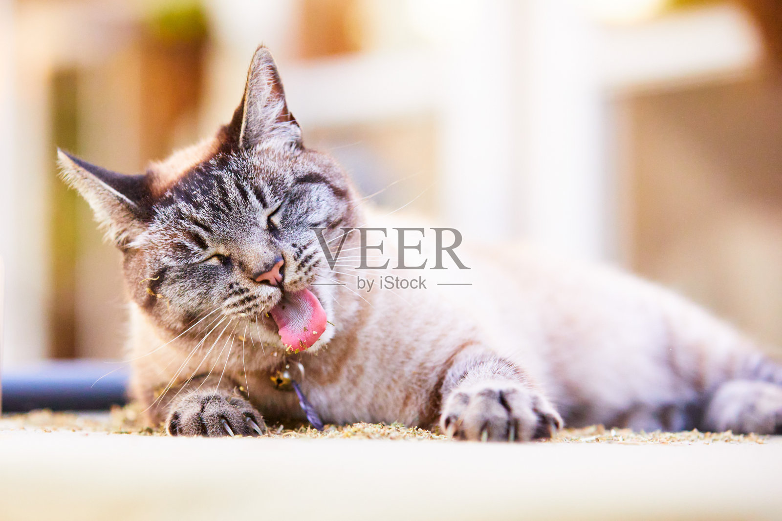 快乐而放松的暹罗虎斑猫躺在干猫薄荷里，舌头伸出来，眼睛闭着照片摄影图片