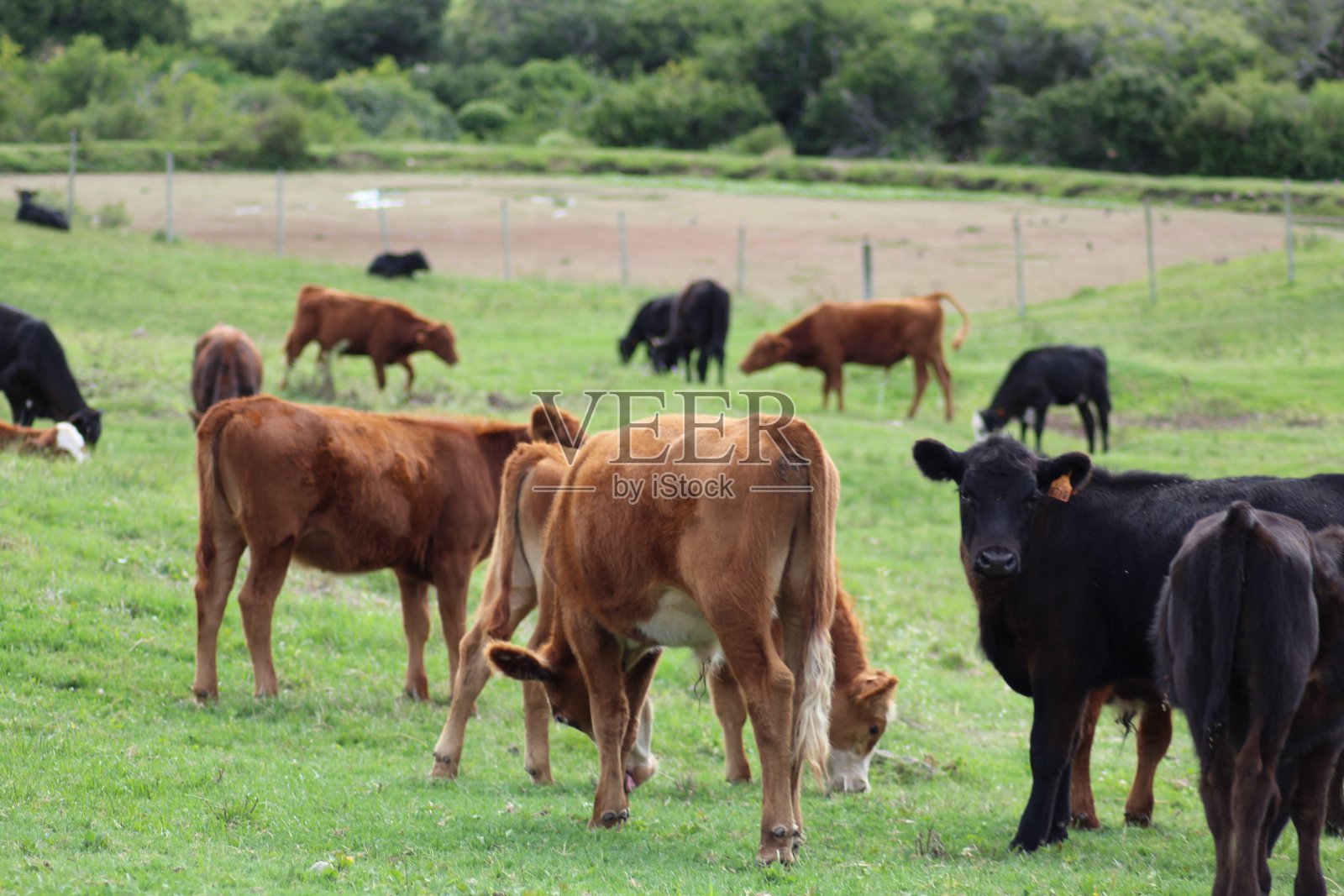 牛照片摄影图片