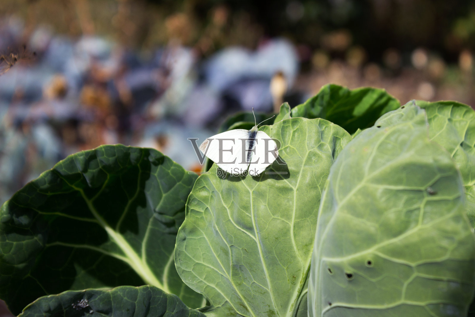 白卷心菜蝴蝶坐在卷心菜上。蔬菜上的害虫照片摄影图片