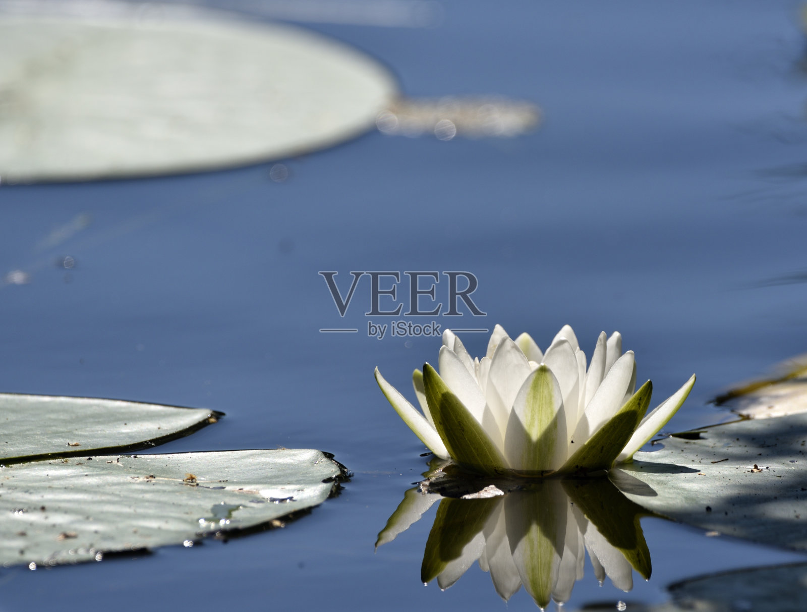 睡莲照片摄影图片