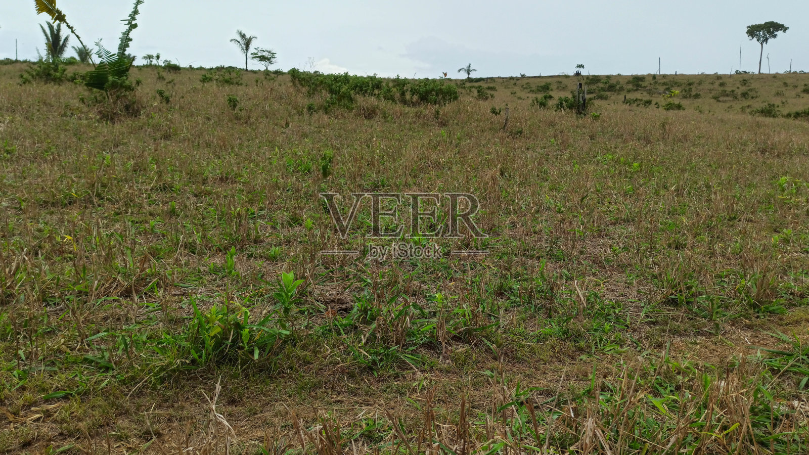 退化草地亚马逊地区照片摄影图片