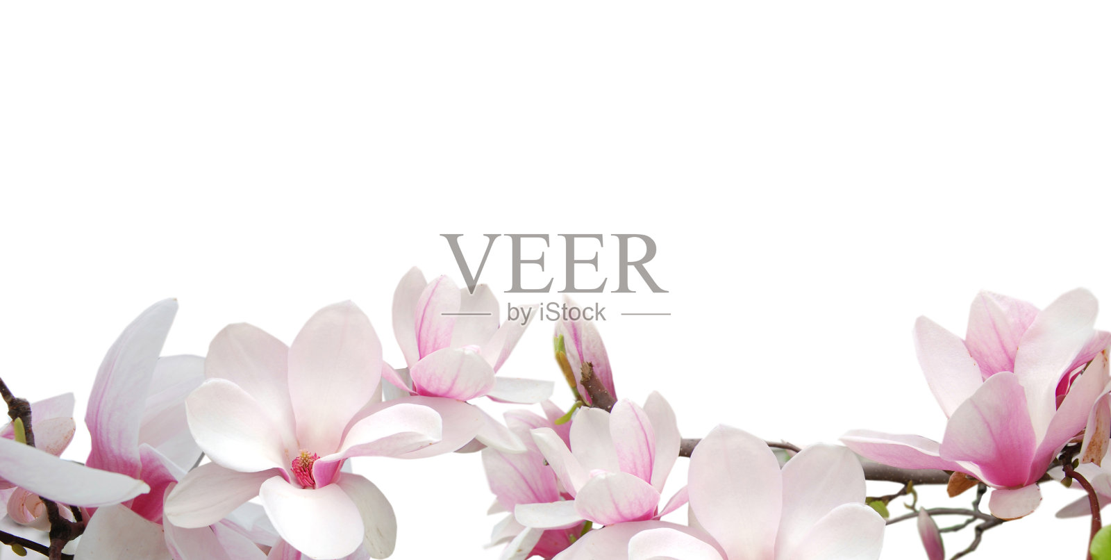 春日玉兰开边照片摄影图片