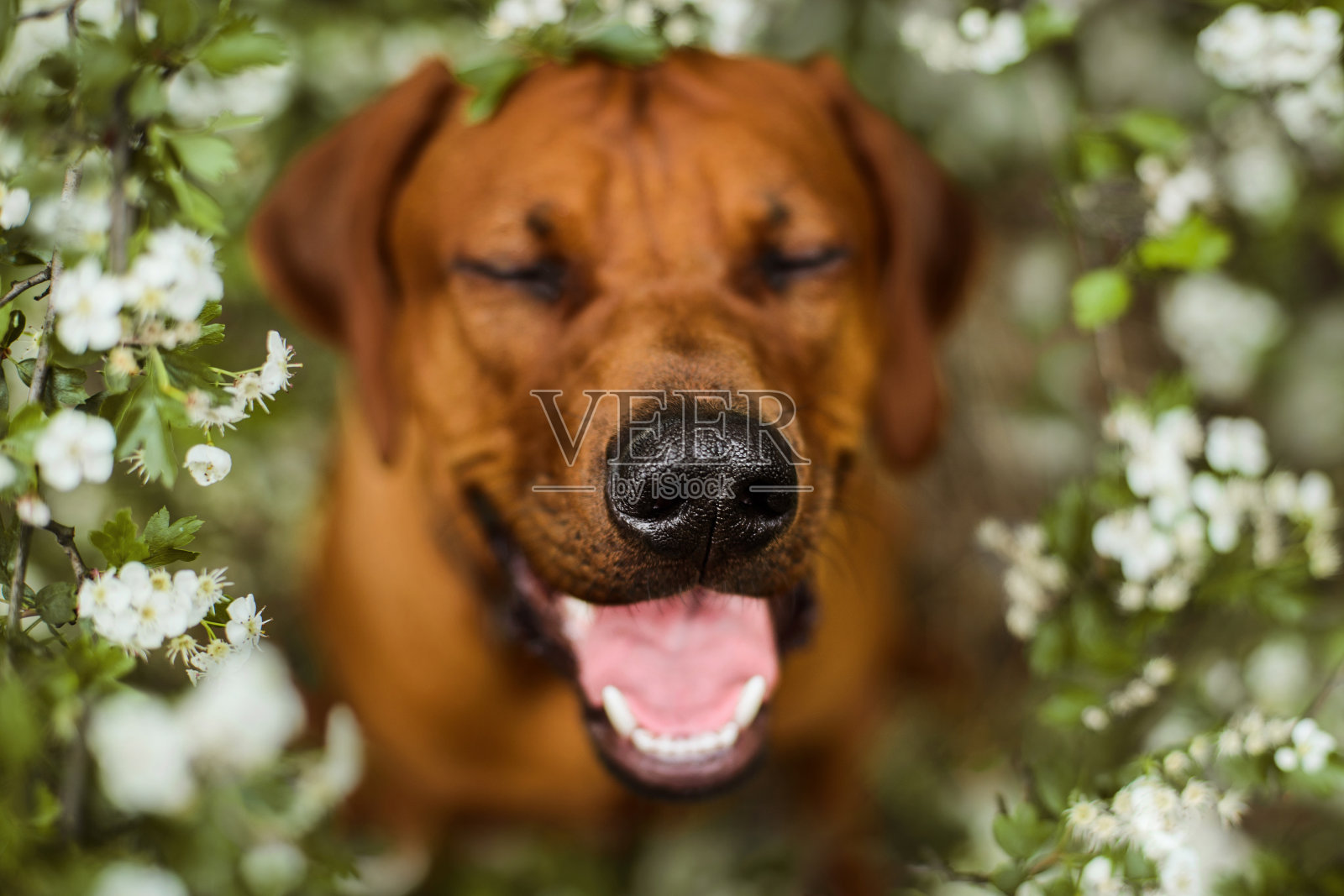 罗得西亚脊背犬在春天夏天的花自然背景照片摄影图片