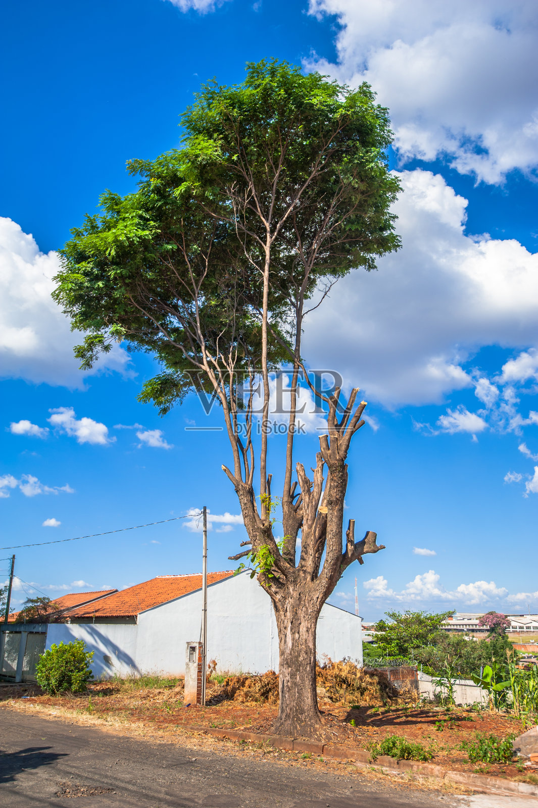 树木毁损，巴西环境恶化照片摄影图片