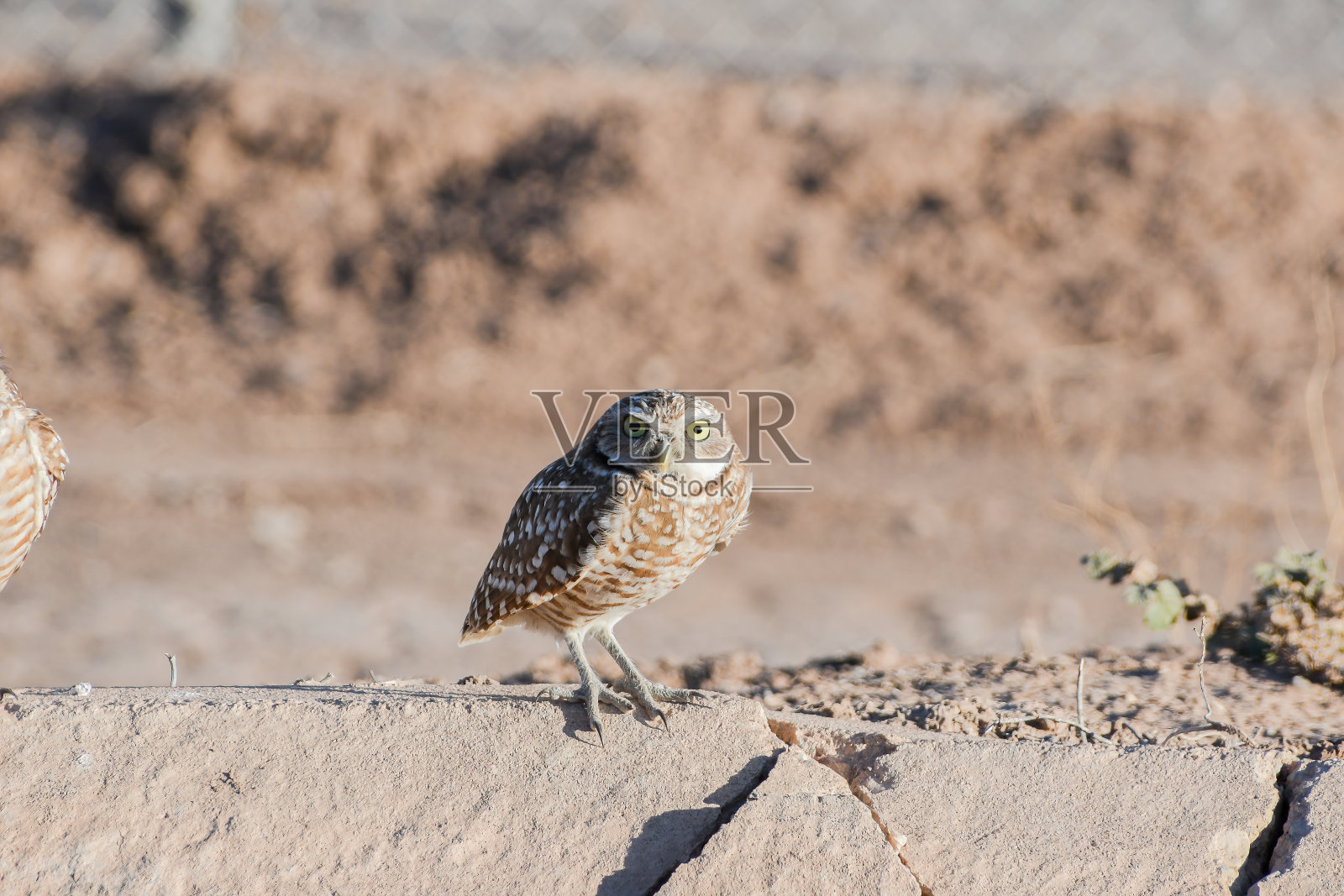 穴居猫头鹰照片摄影图片