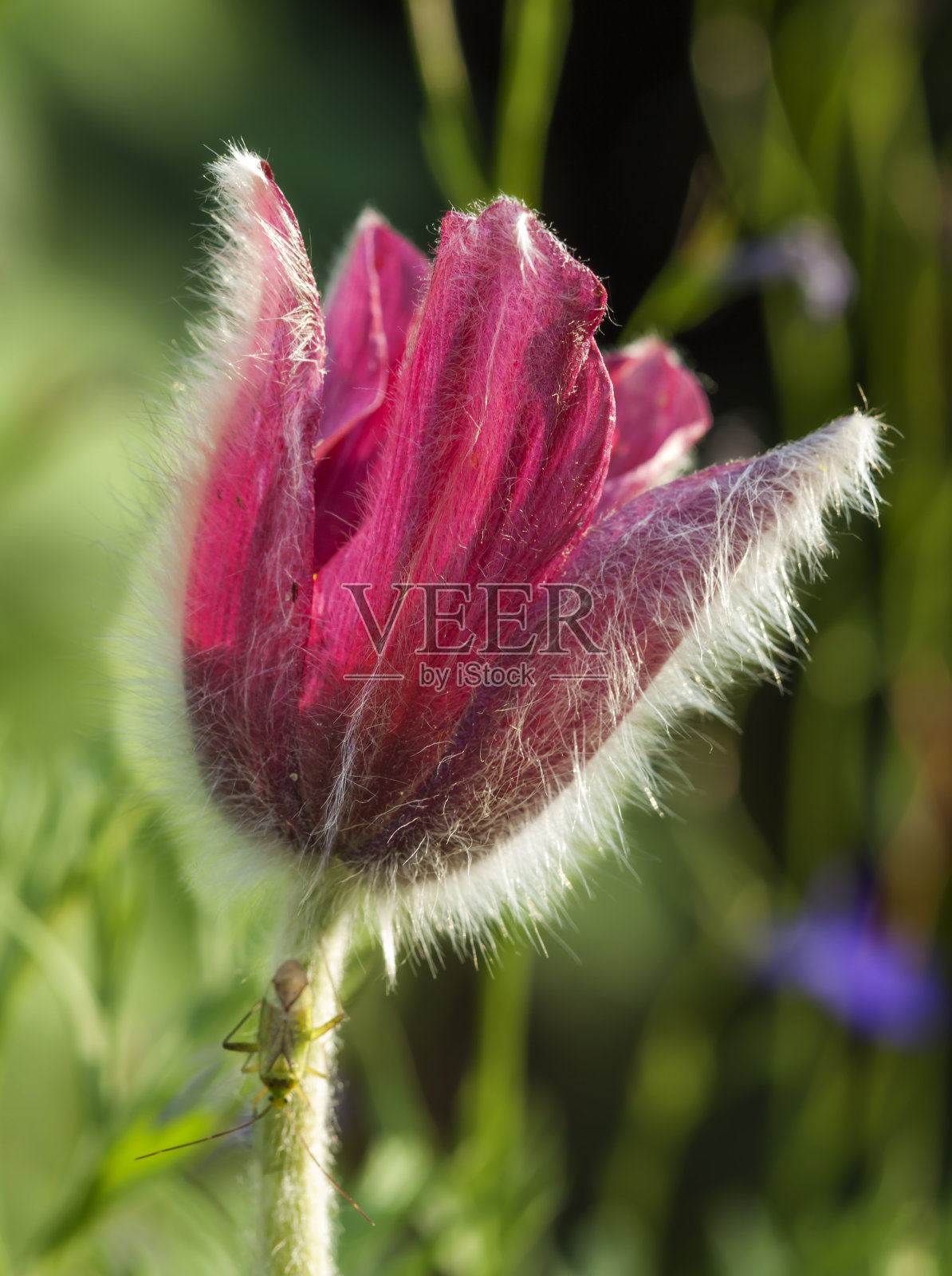 白头翁花。照片摄影图片