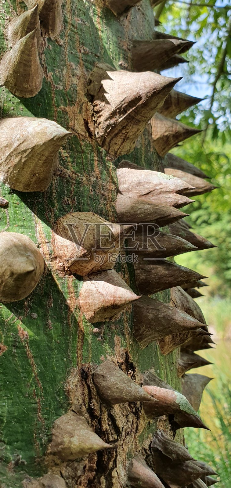 树照片摄影图片