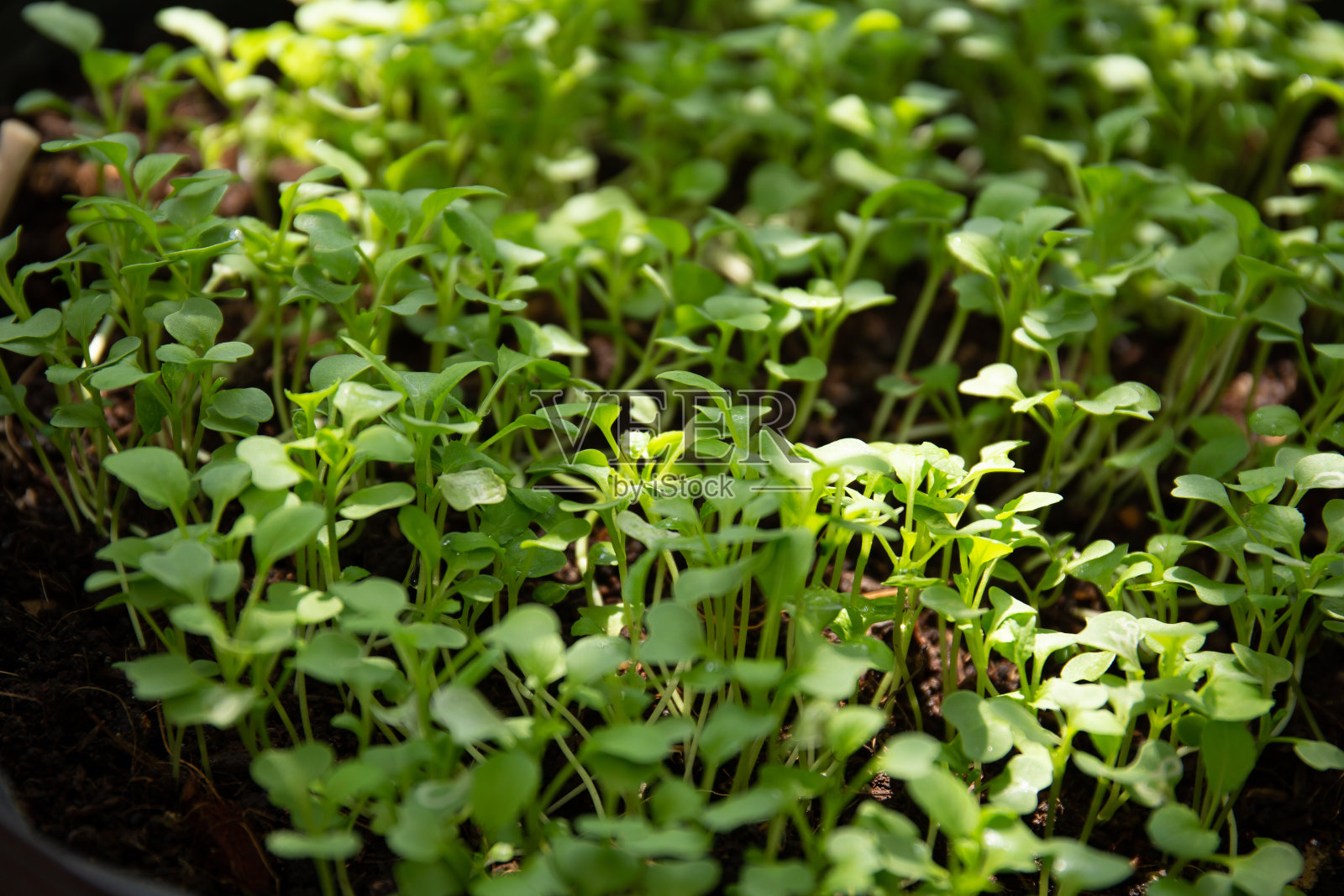 近距离拍摄的叶子半边莲植物在一个锅照片摄影图片