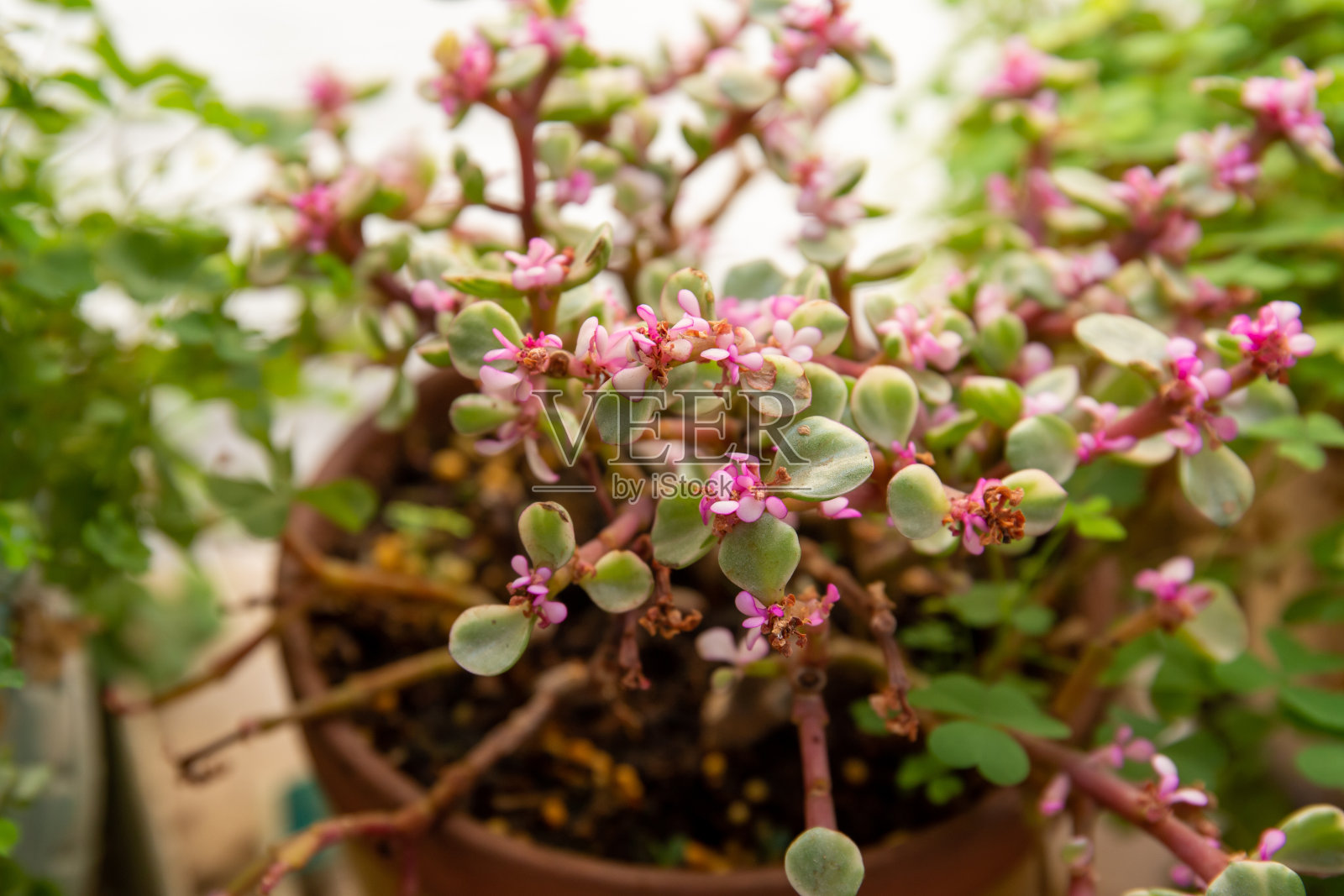 10月达芙妮花的特写镜头照片摄影图片
