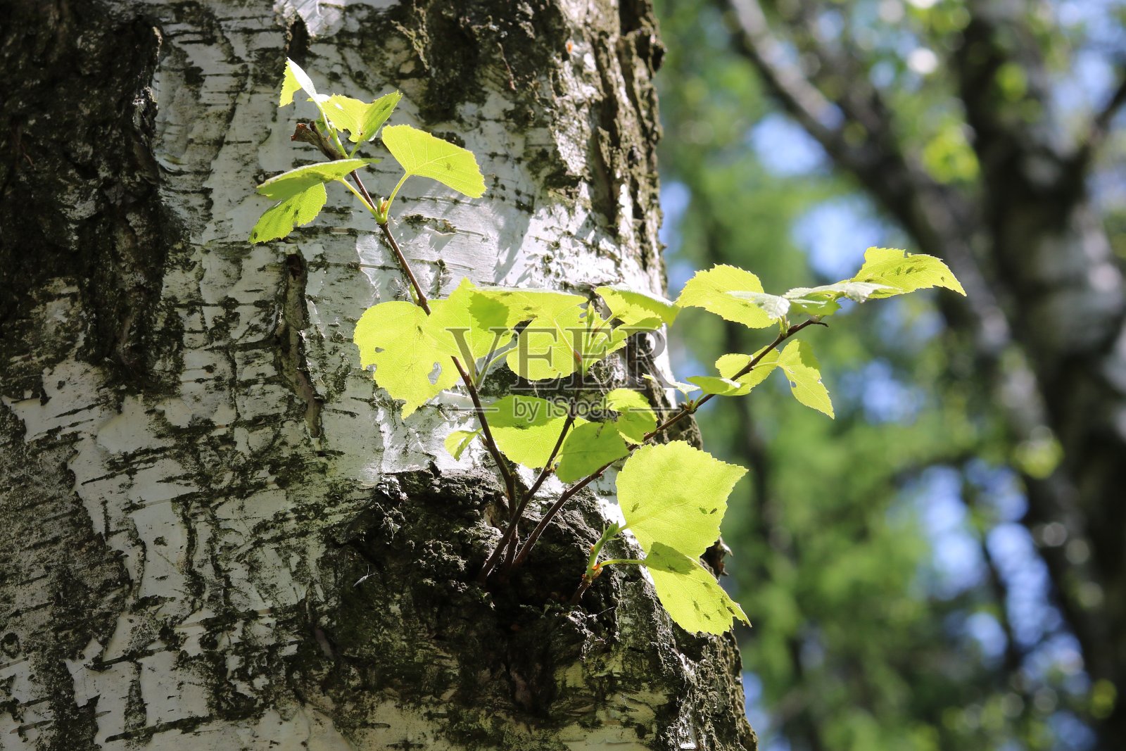 春天有黑色和白色桦树皮的年轻桦树照片摄影图片