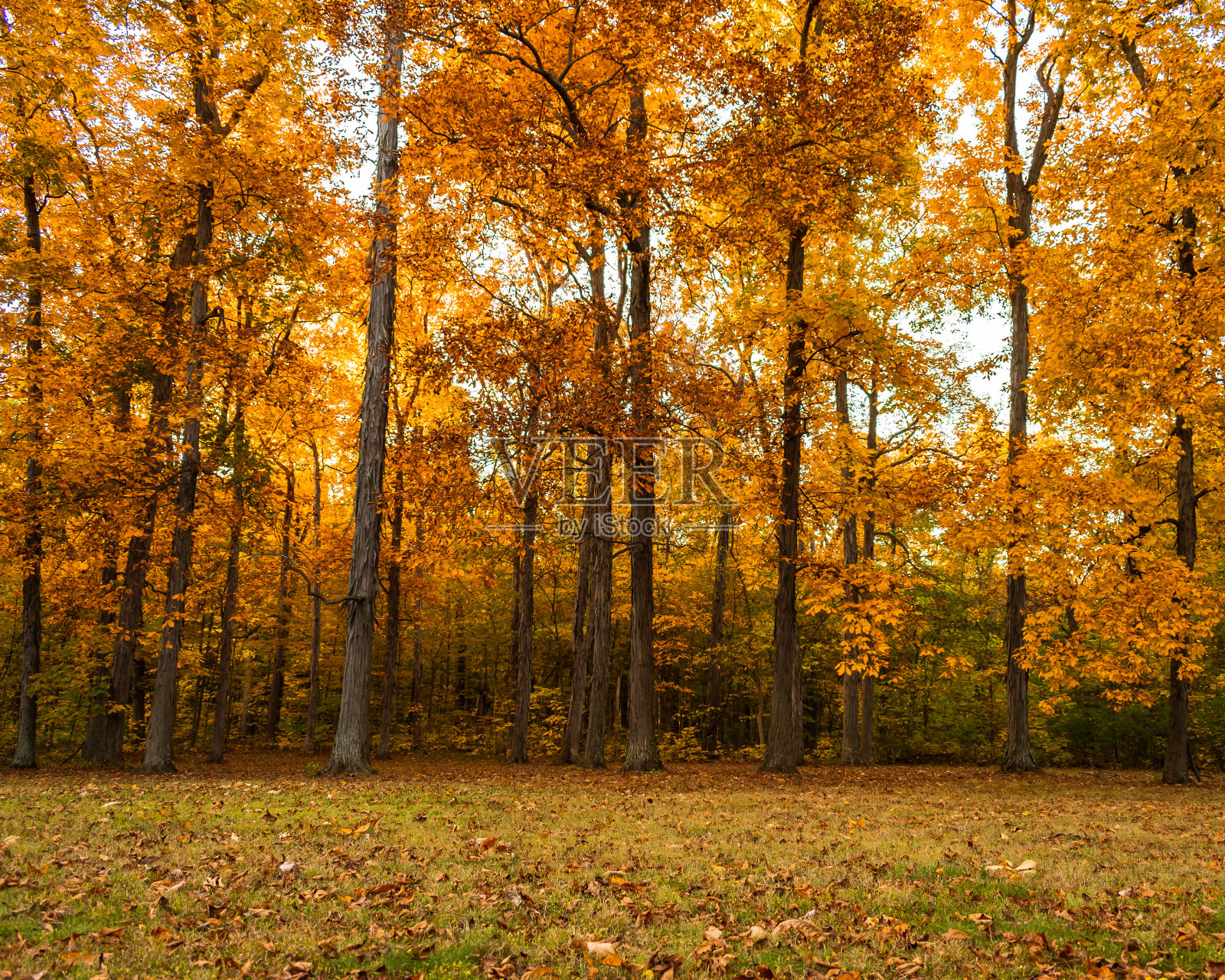 树林里美丽的秋色照片摄影图片