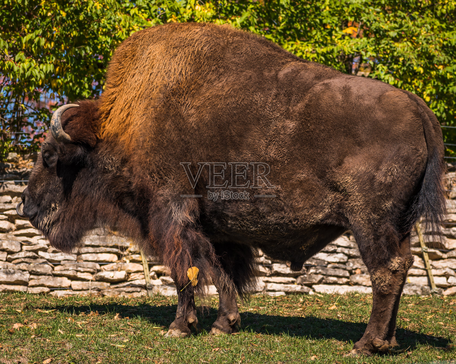 吃草的美洲野牛照片摄影图片