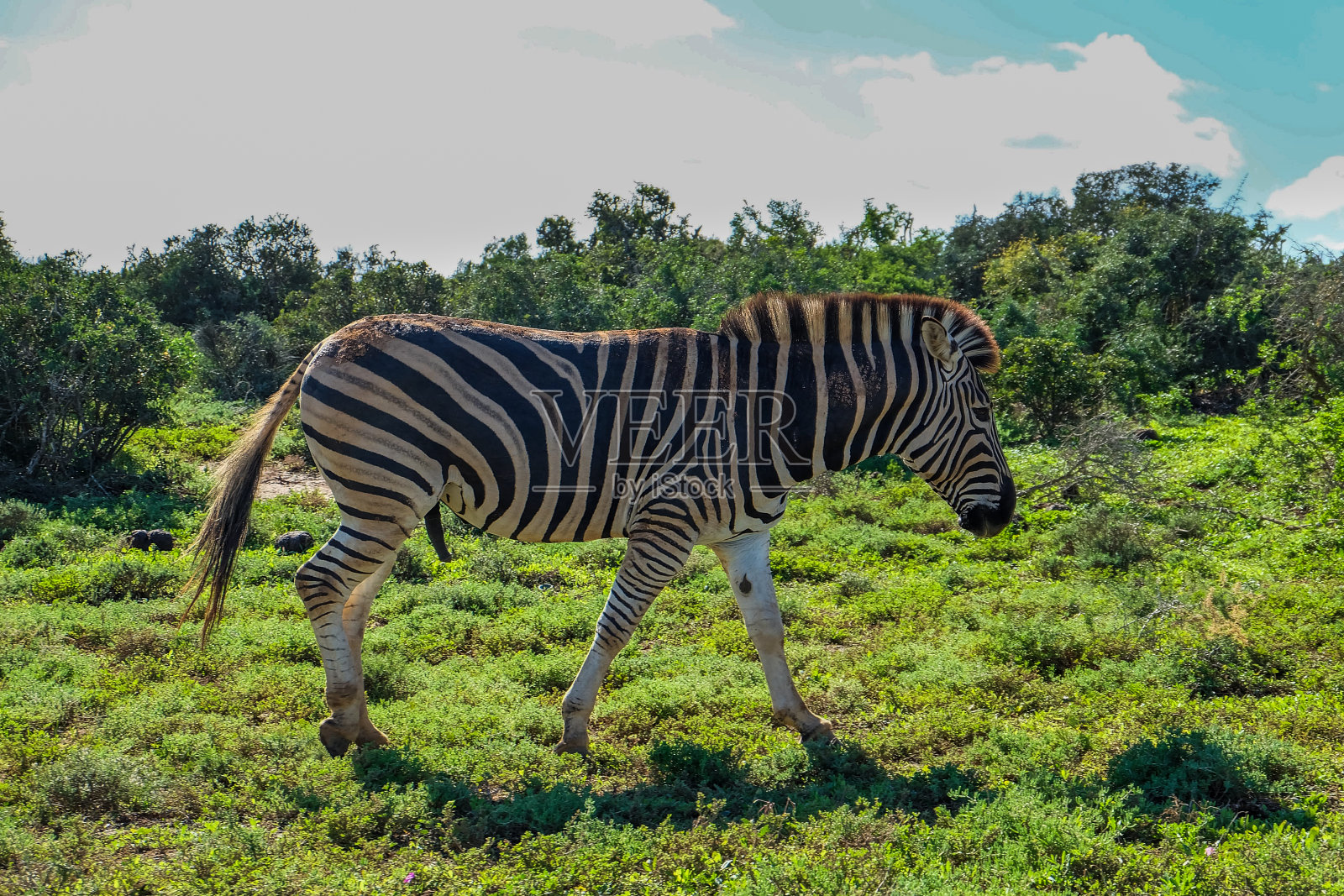 在草丛中行走的斑马照片摄影图片