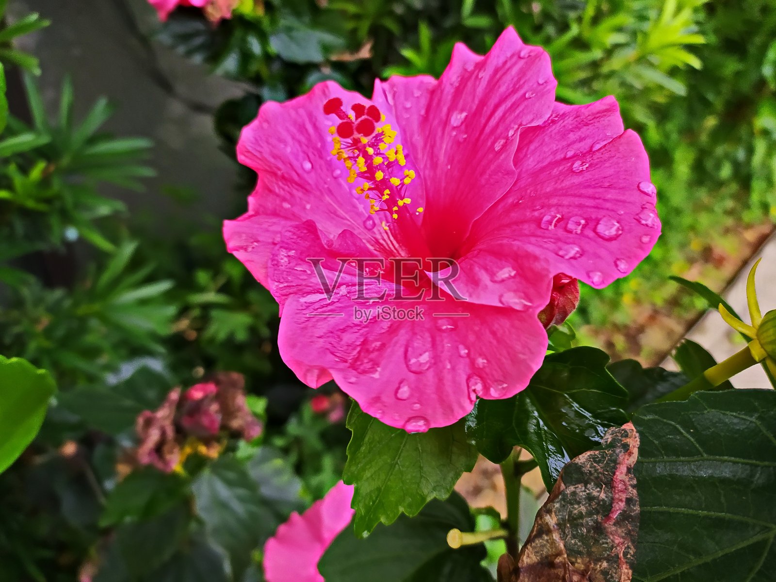 粉色的芙蓉照片摄影图片