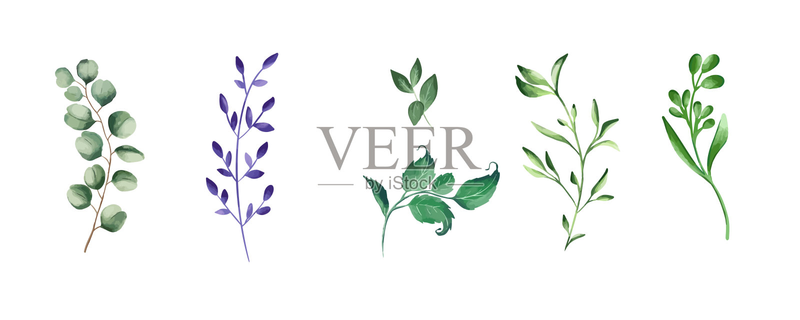 绿色的现实的草药。桉树、蕨类植物、绿叶植物插画图片素材