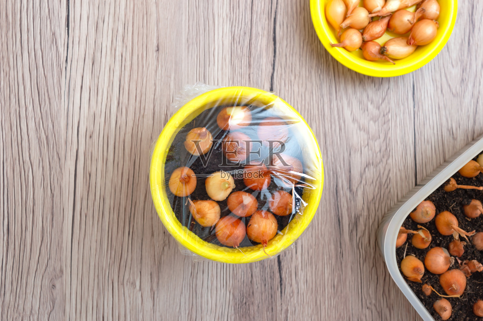 用透明的塑料薄膜包裹着种植洋葱的黄色陶罐。前视图。照片摄影图片