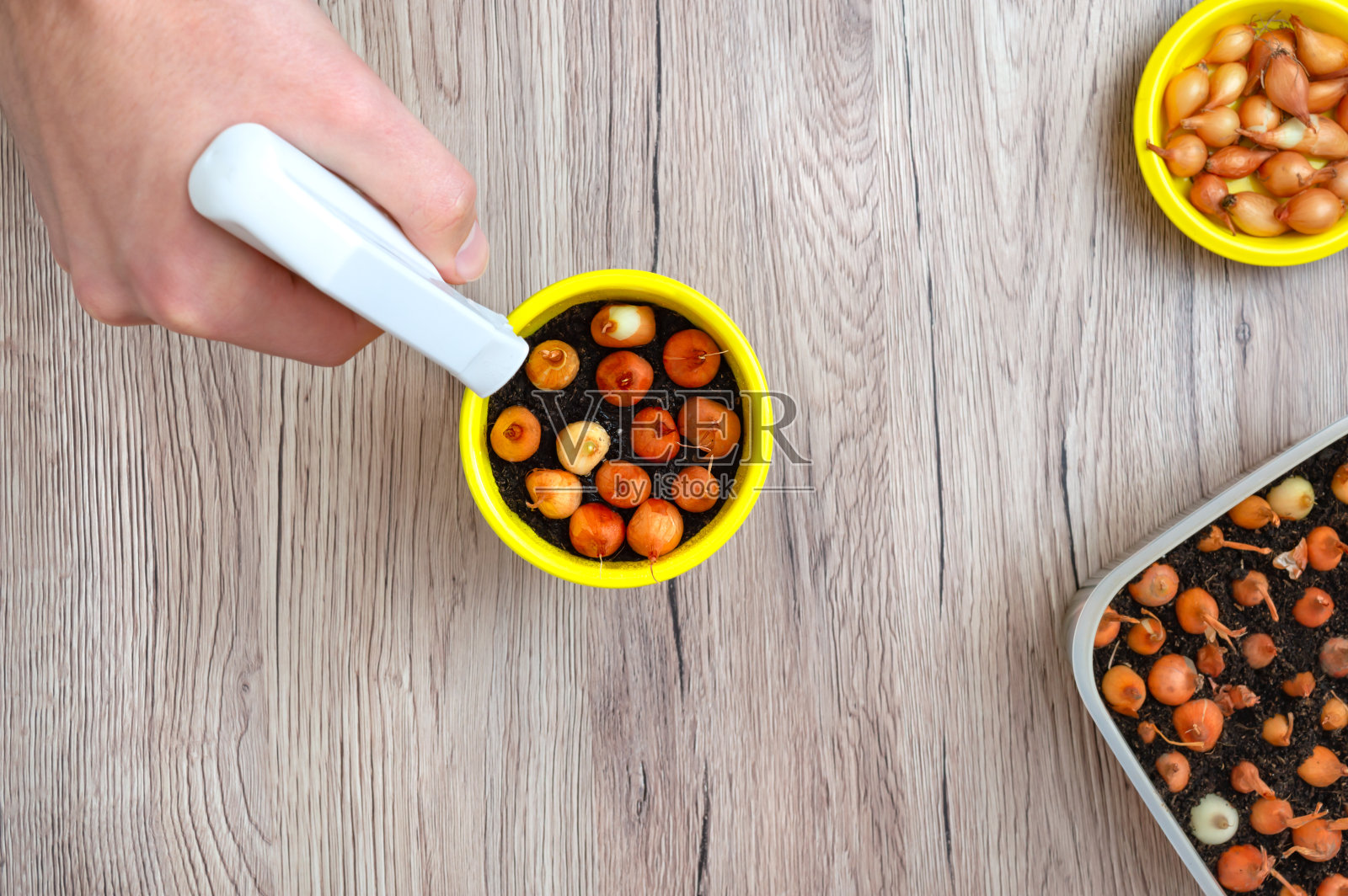 用手把喷雾瓶撒在泥土里的洋葱上。顶视图,特写。在家种葱。有机蔬菜种植照片摄影图片